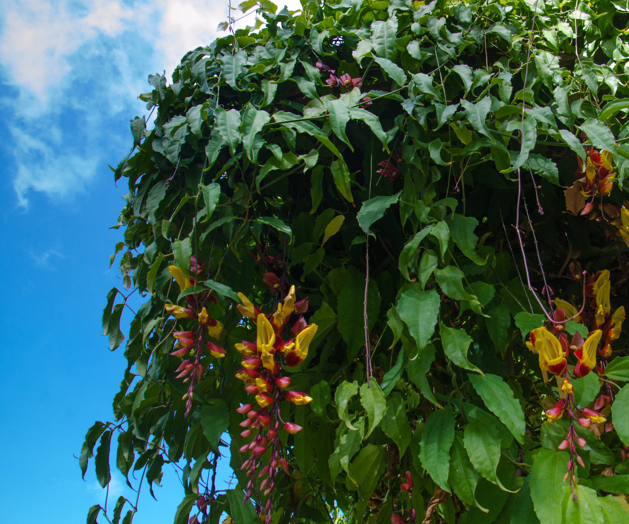 Clock Vine, eller Thunbergia mysorensis, med røde og gule blomster