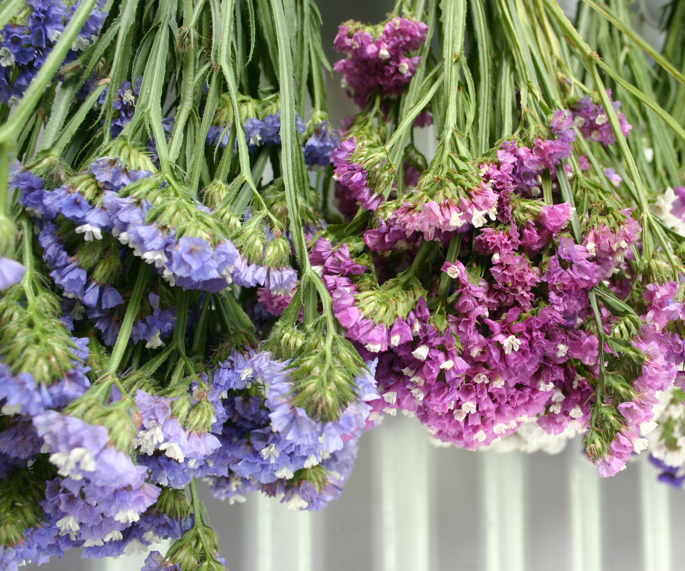 Syrin og dyp rosa statice limonium sinuatum blomster hengende for å tørke