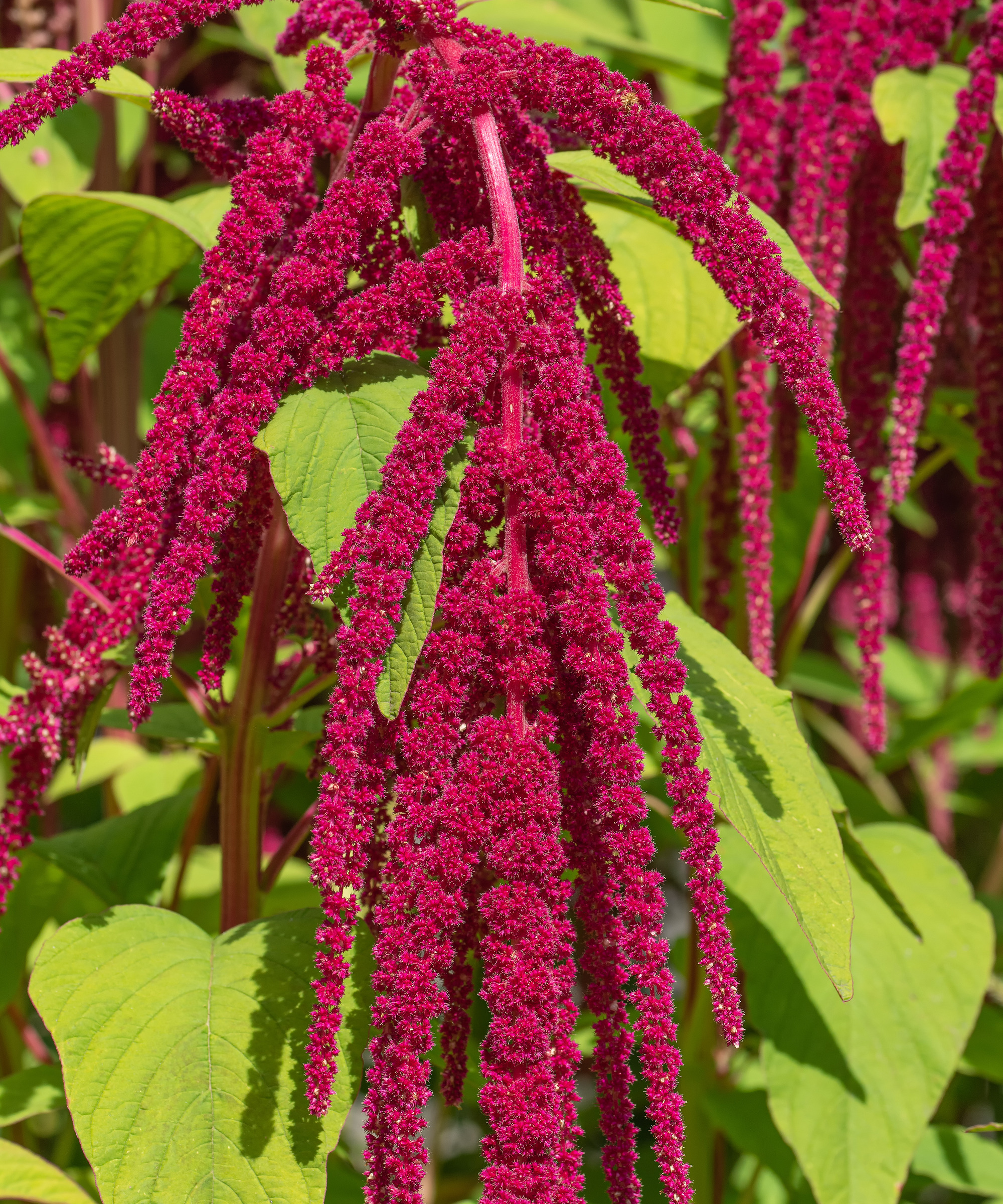 Nærbilde av Amaranthus 'kjærlighet ligger blødende' plante