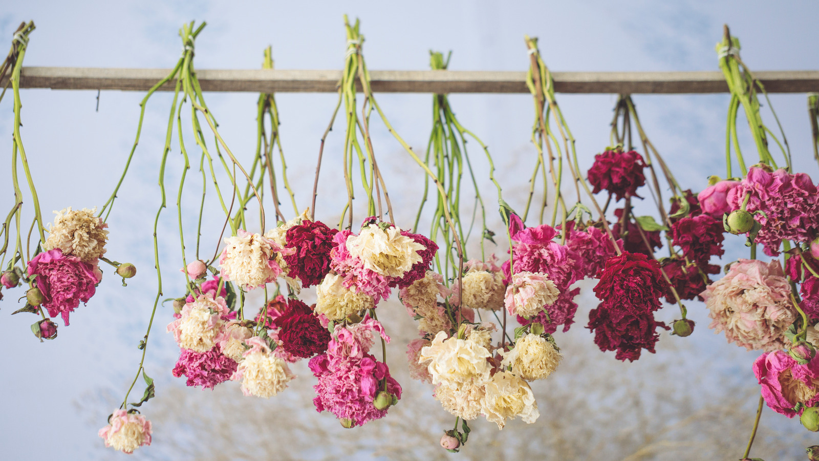 assorted flowers hanging to dry