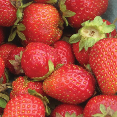 Strawberry Chandler