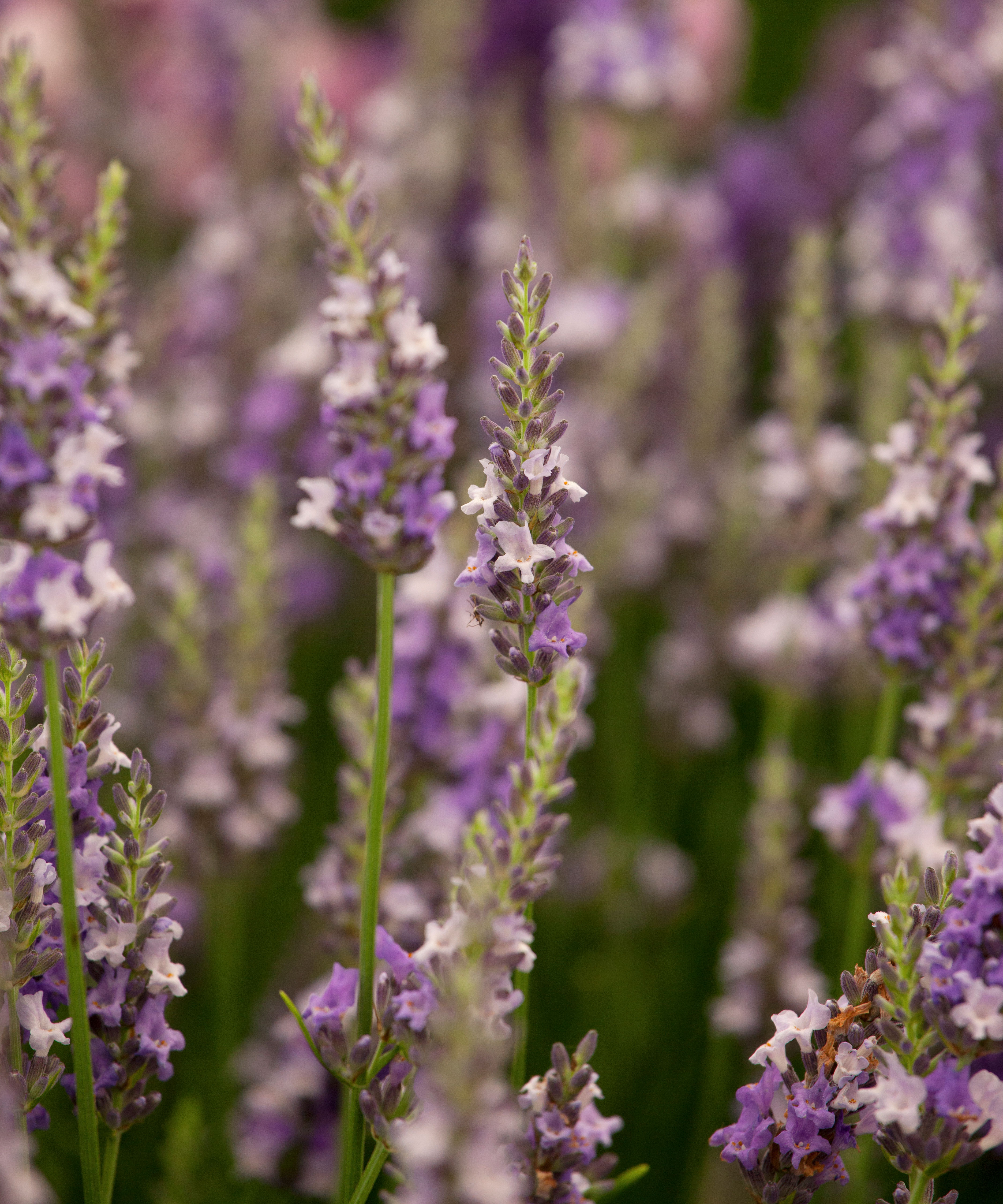 Lavendel i Sussex