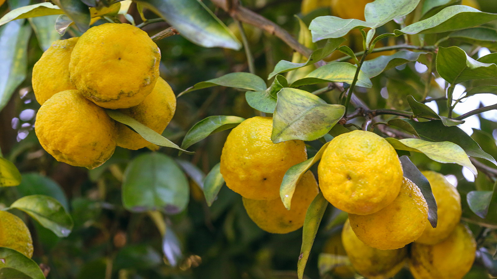 A cluster of yellow yuzu fruits in the tree