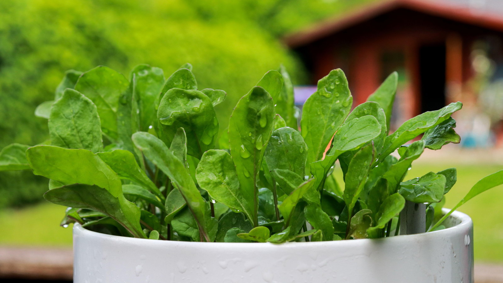 Young spinach plants growing in a white pot in a garden