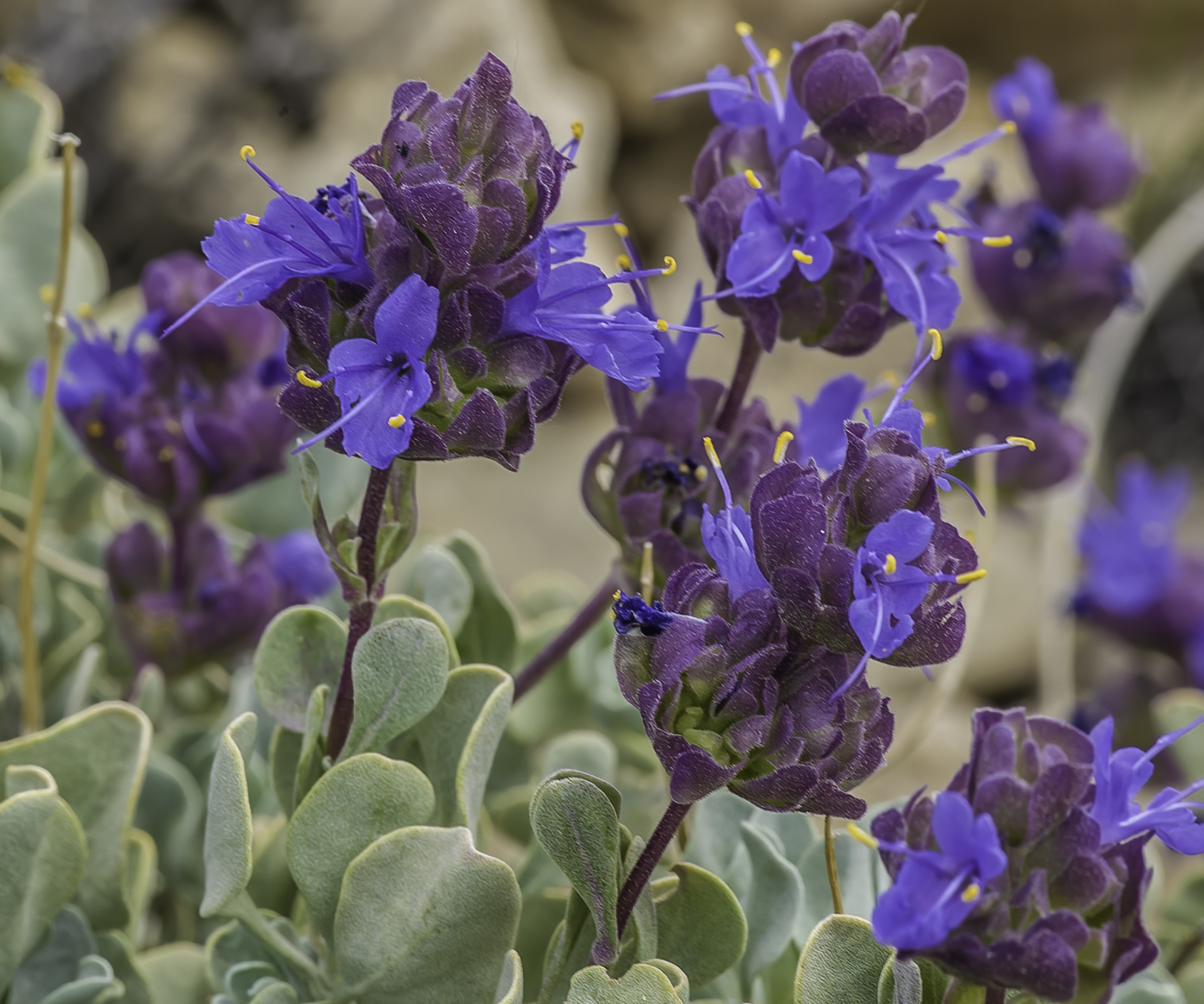 Desert Sage