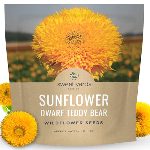 Dverg Teddy Bear (Sungold) Solsikke - Stor 1 unse pakke - 1 250 Blomsterfrø for planting - Helianthus annuus