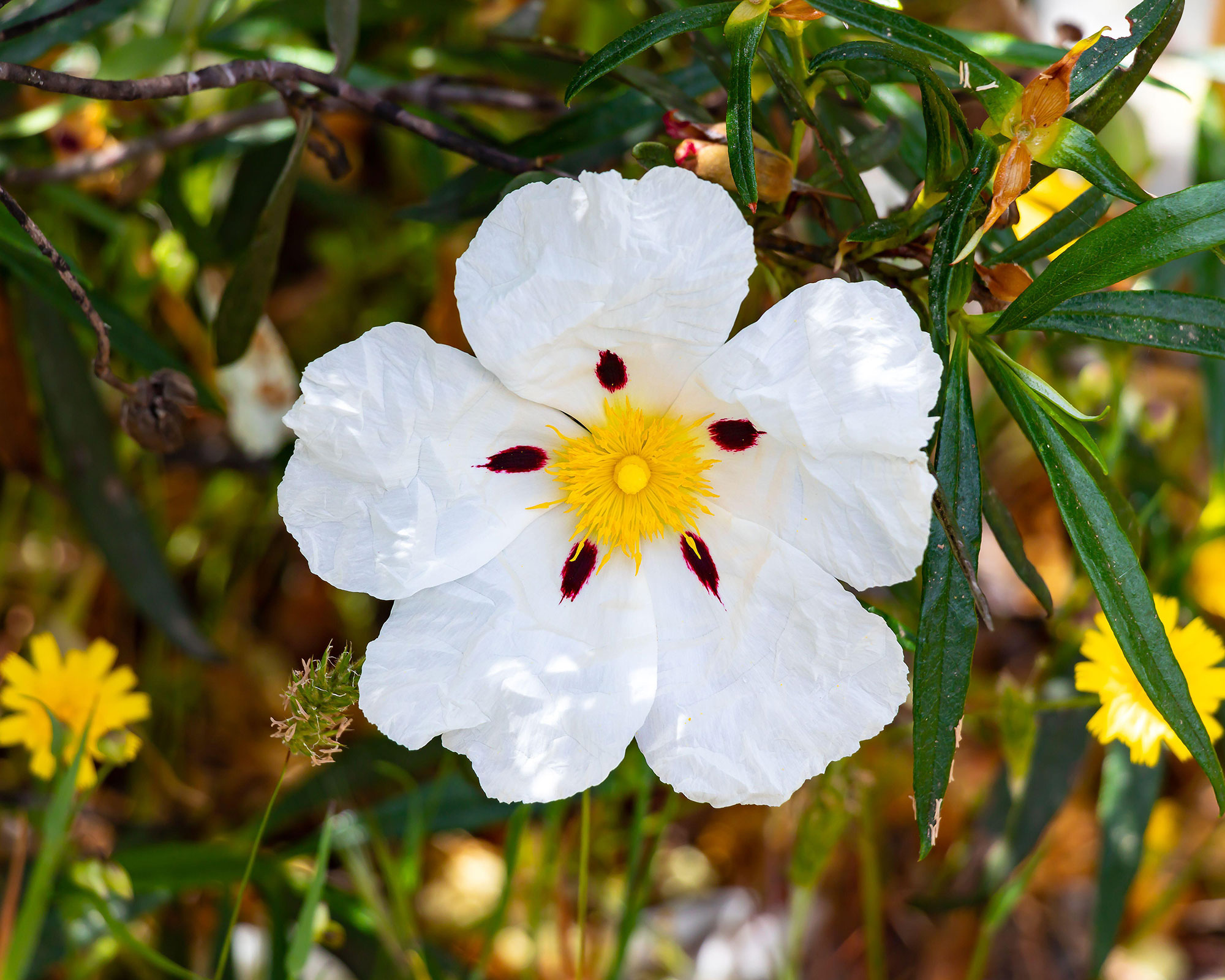 Hvite blomster av cistus ladanifer