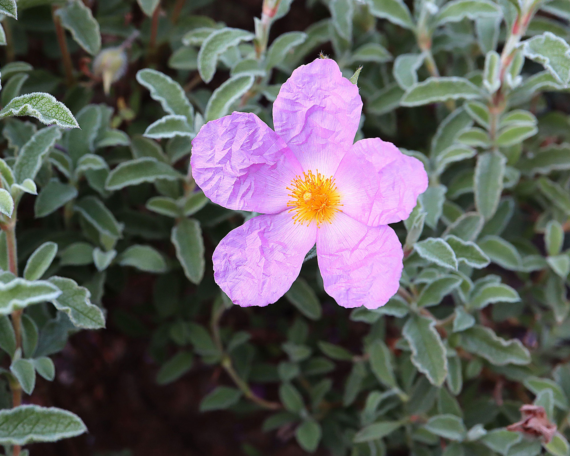 Rosa blomster og grå blader av cistus jester