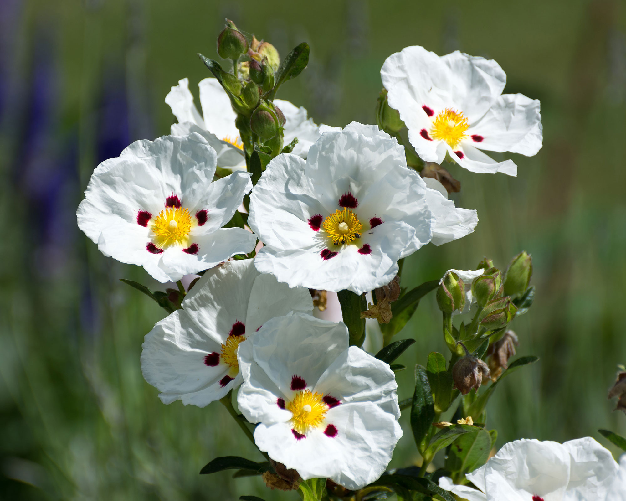 De hvite blomstene av spredende cistus decumbens