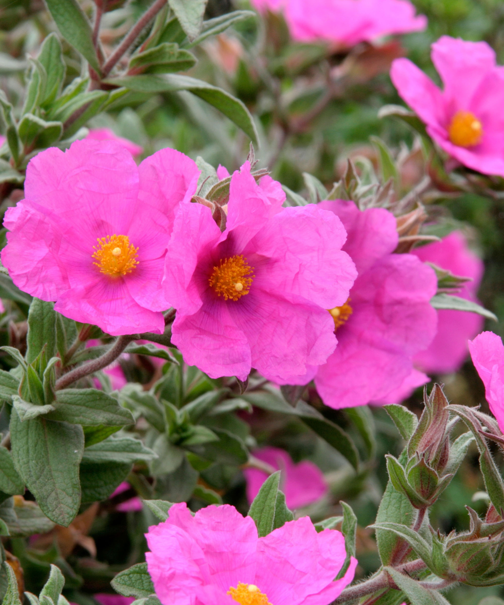 Magenta blomster av Cistus solnedgang
