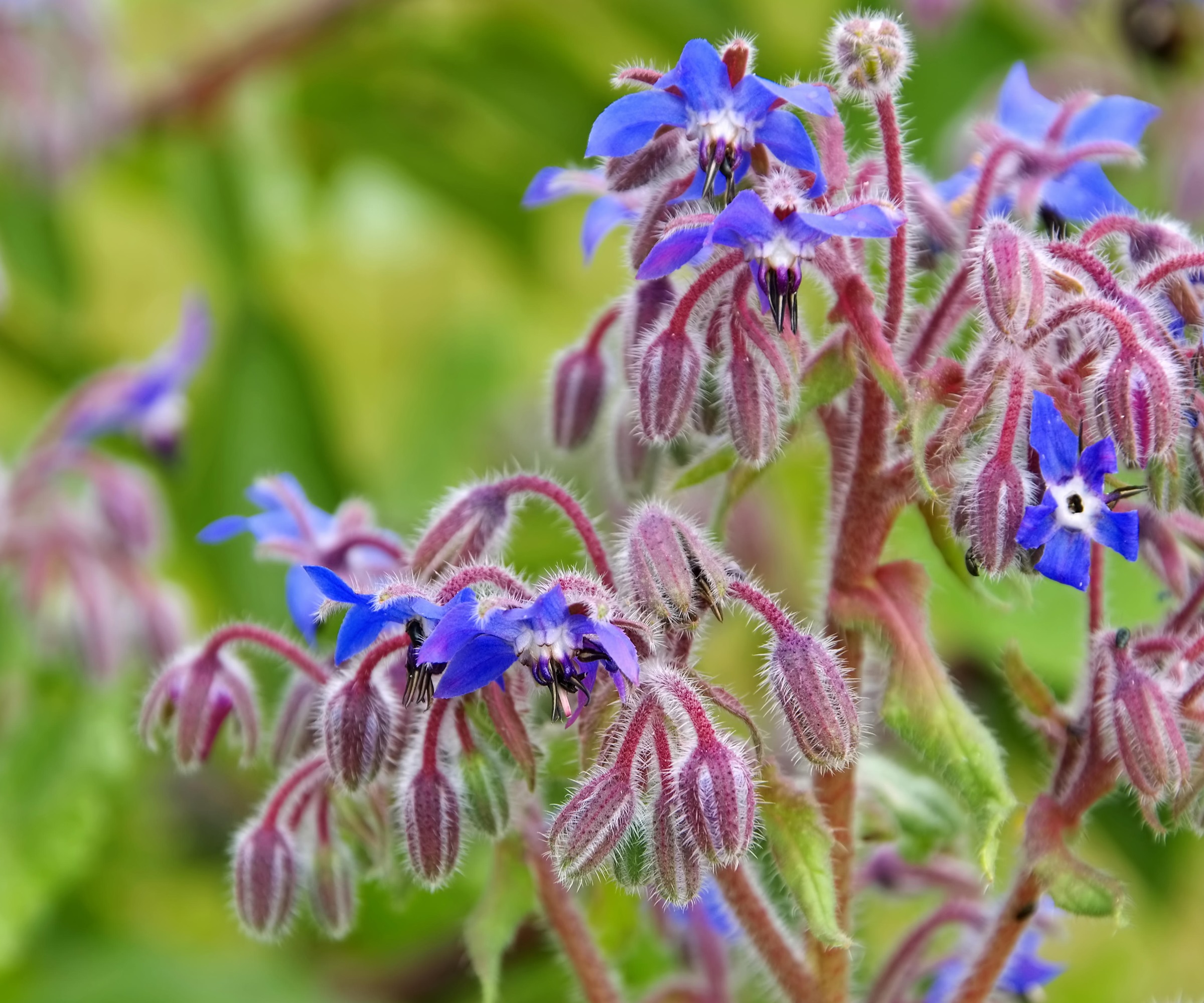 Spiselige sommerblomster borage