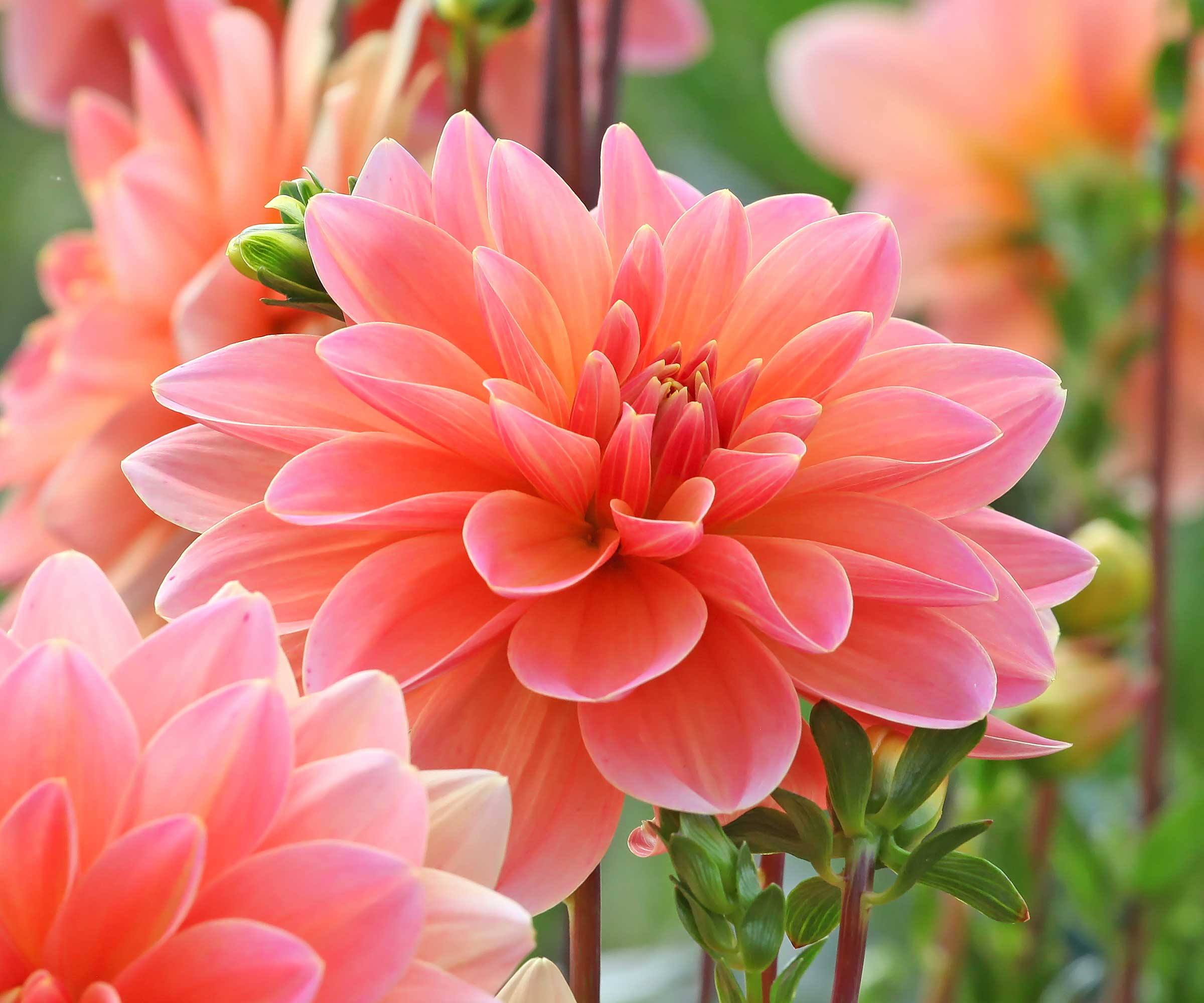 Orange Dahlia Blomster nærbilde
