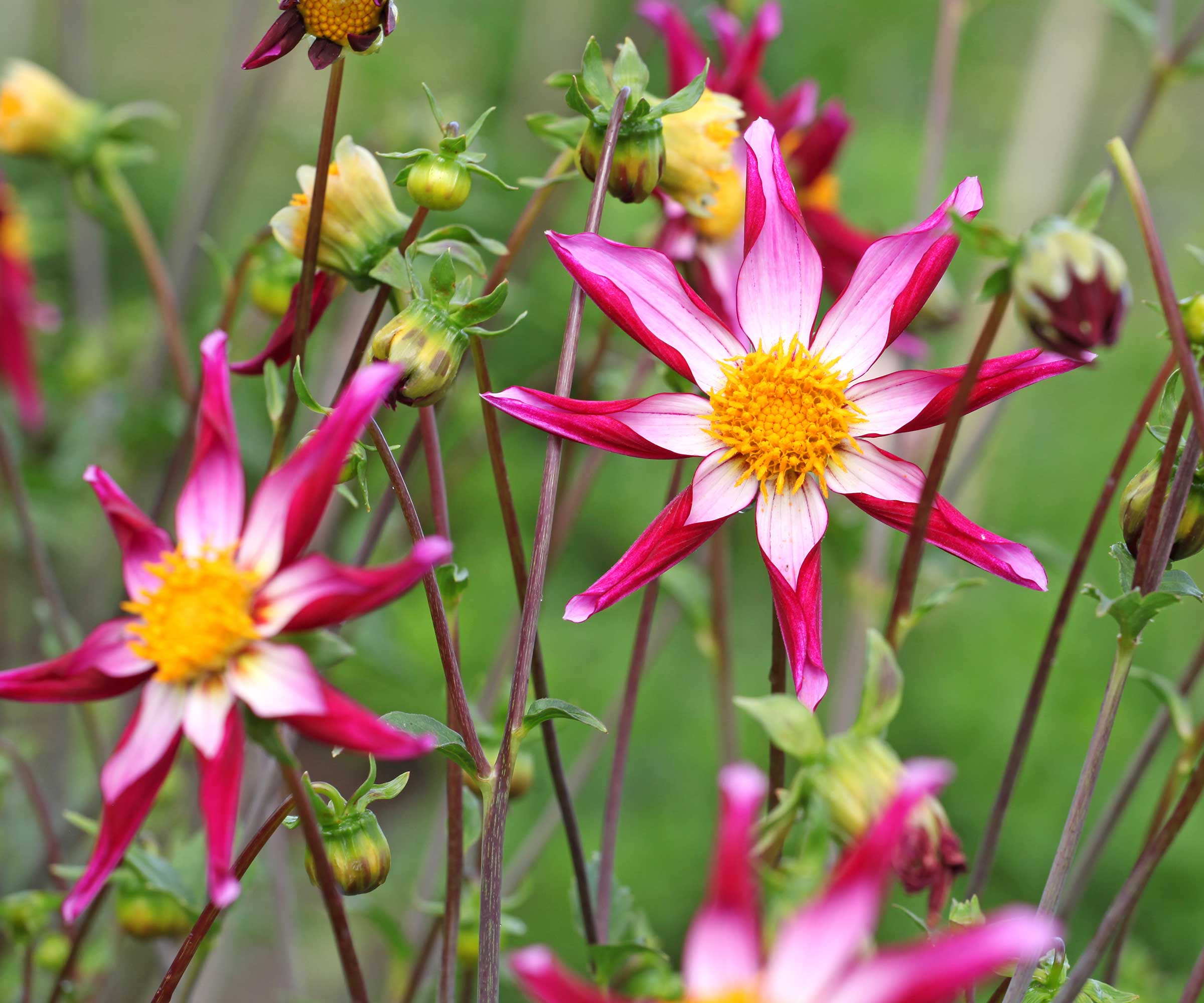 rosa dahlia blomster med gule sentre