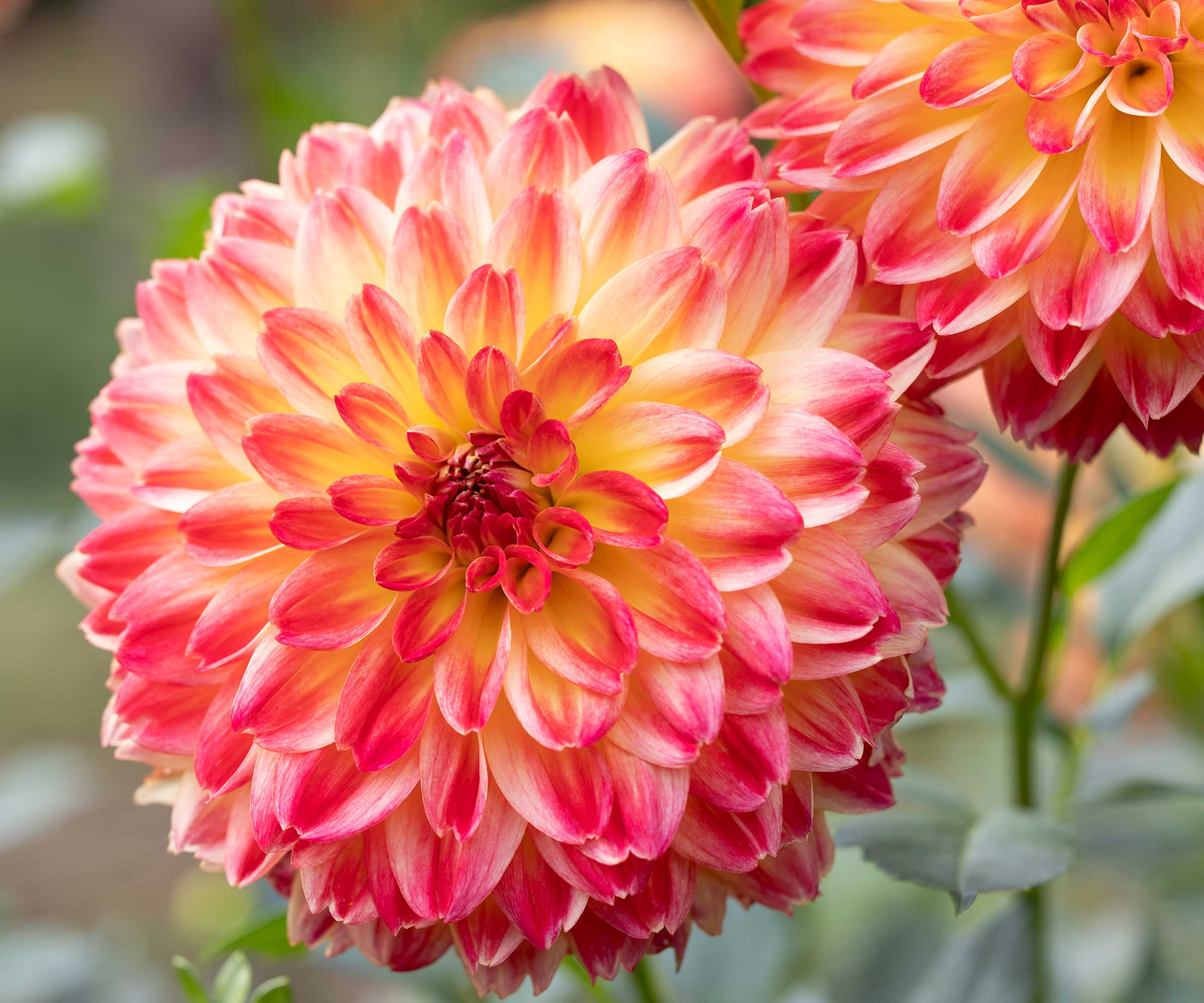 Oransje Dahlias nærbilde