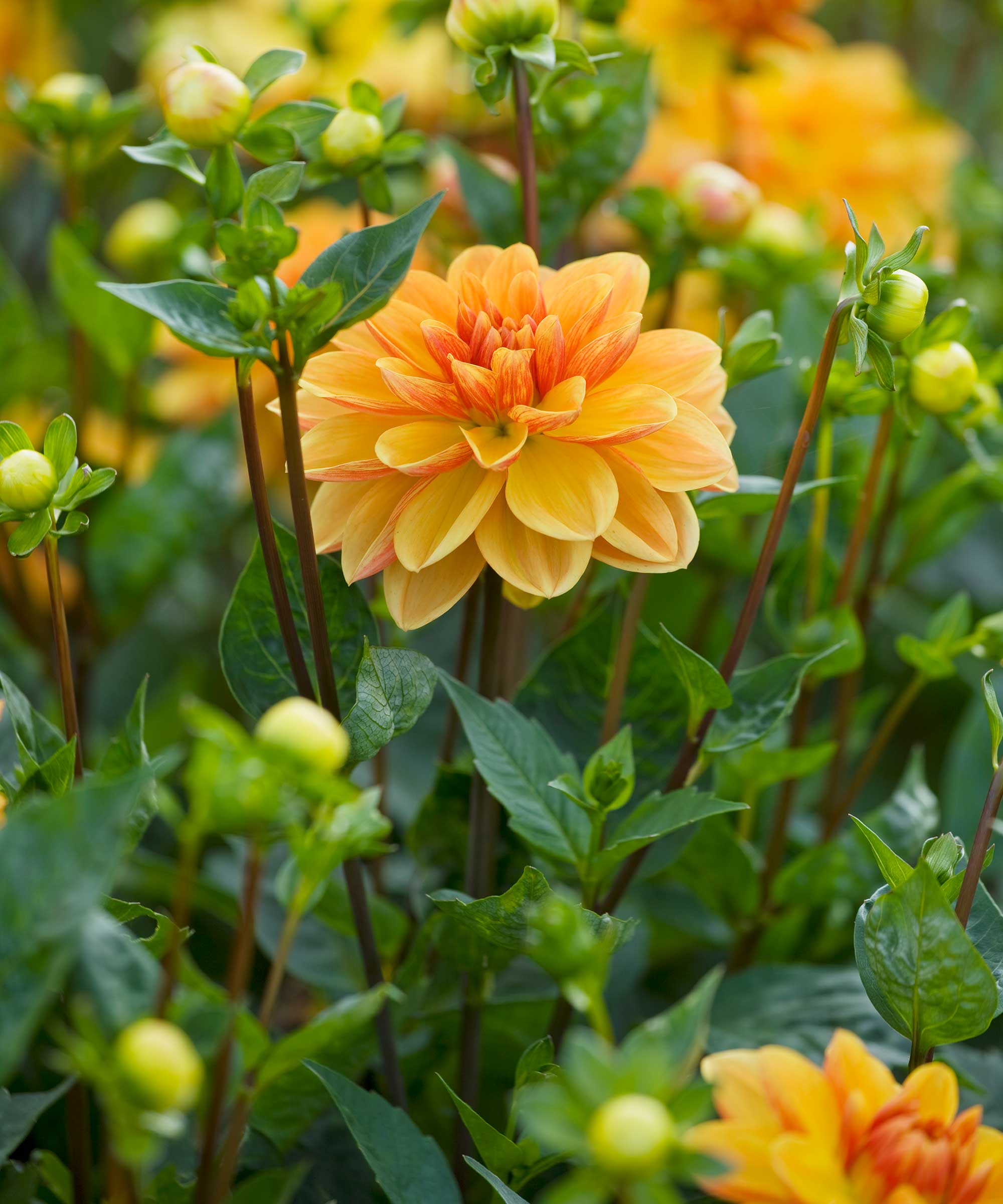 Gule dahlias