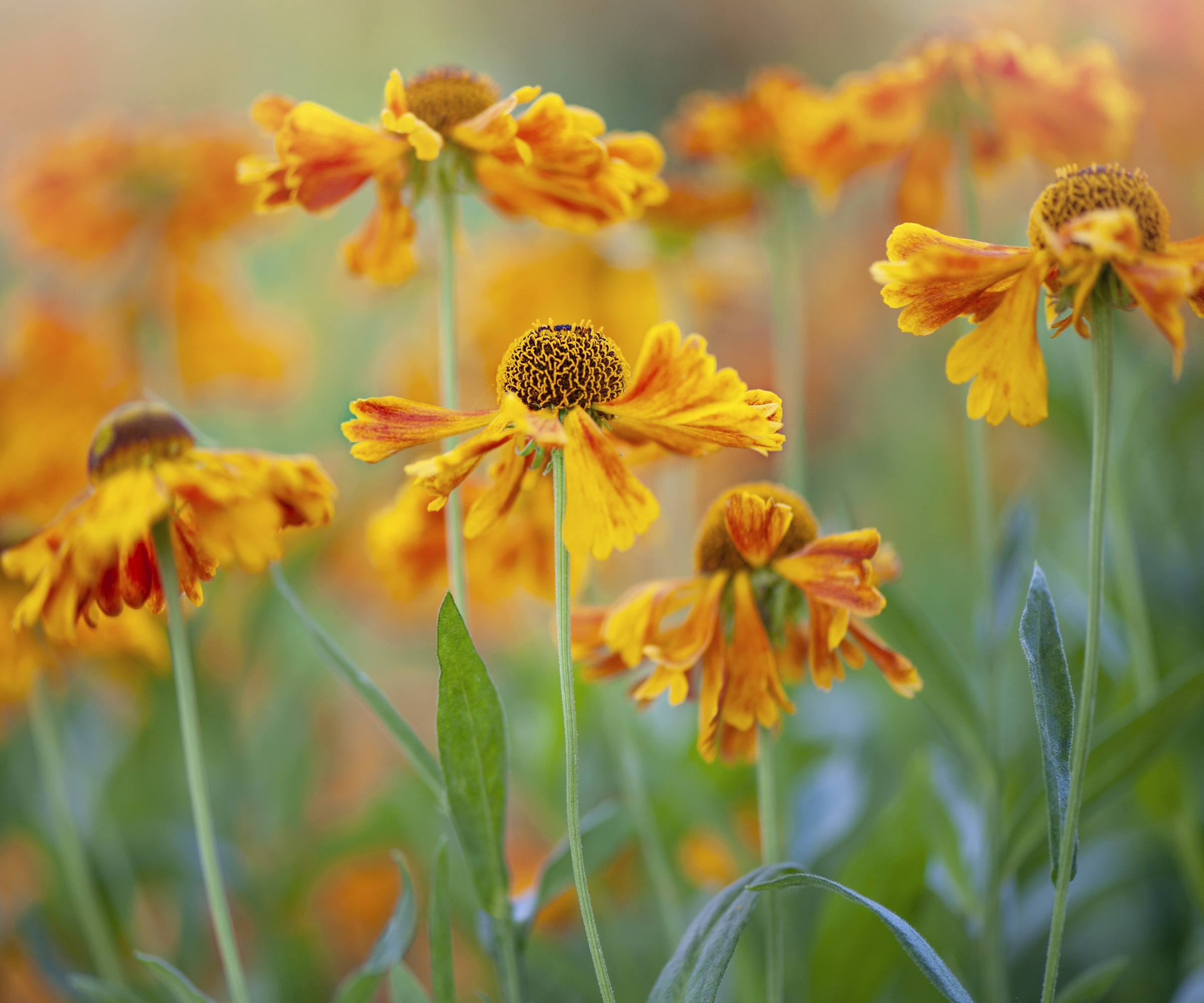 Sneezeweed Helenium Autumnale