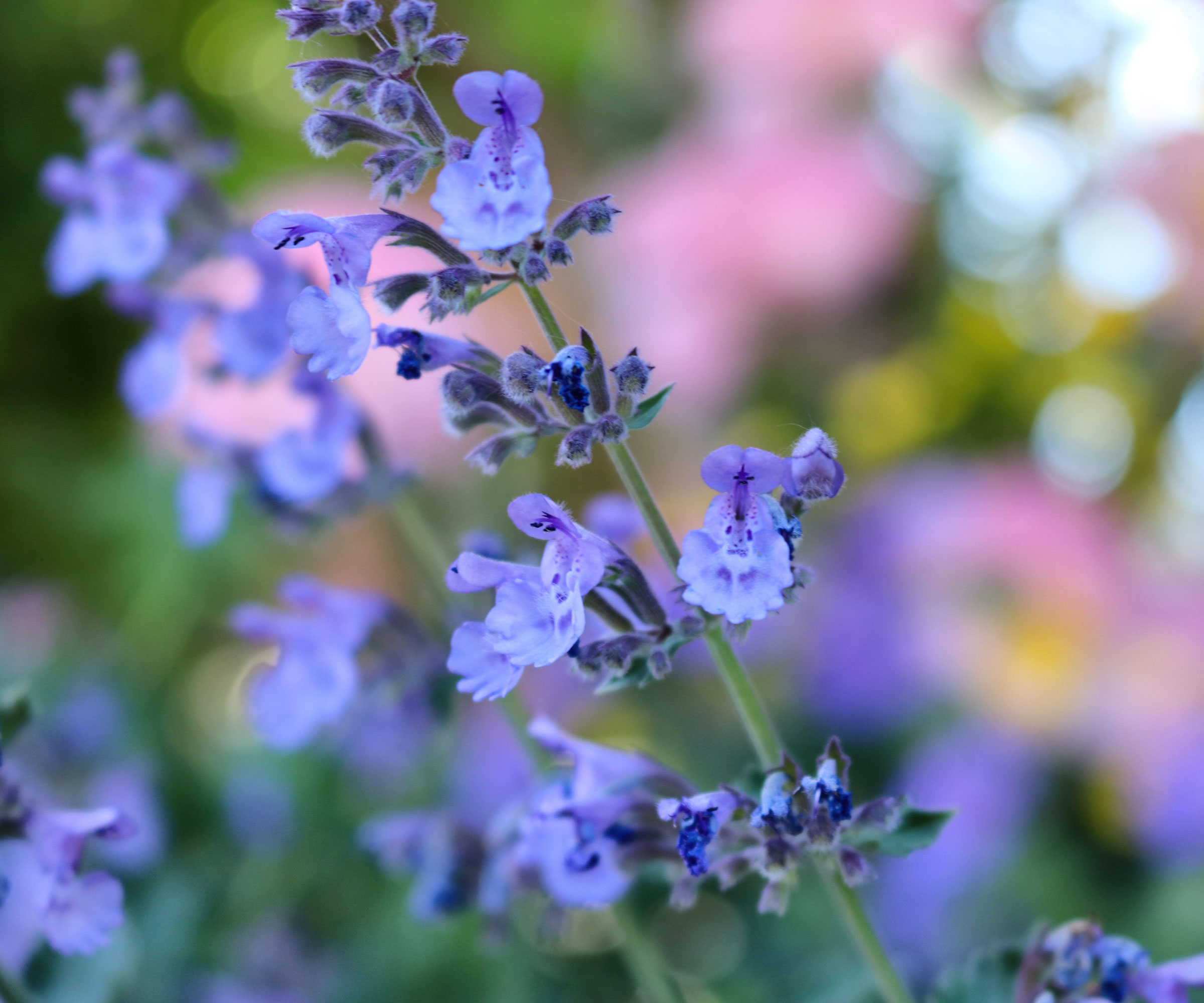 Blue Nepeta (Catmint) blomster