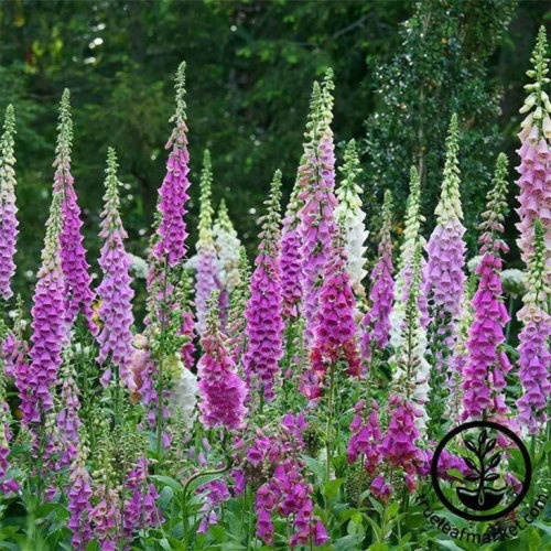 Digitalis (Foxglove) frø - blandet farge