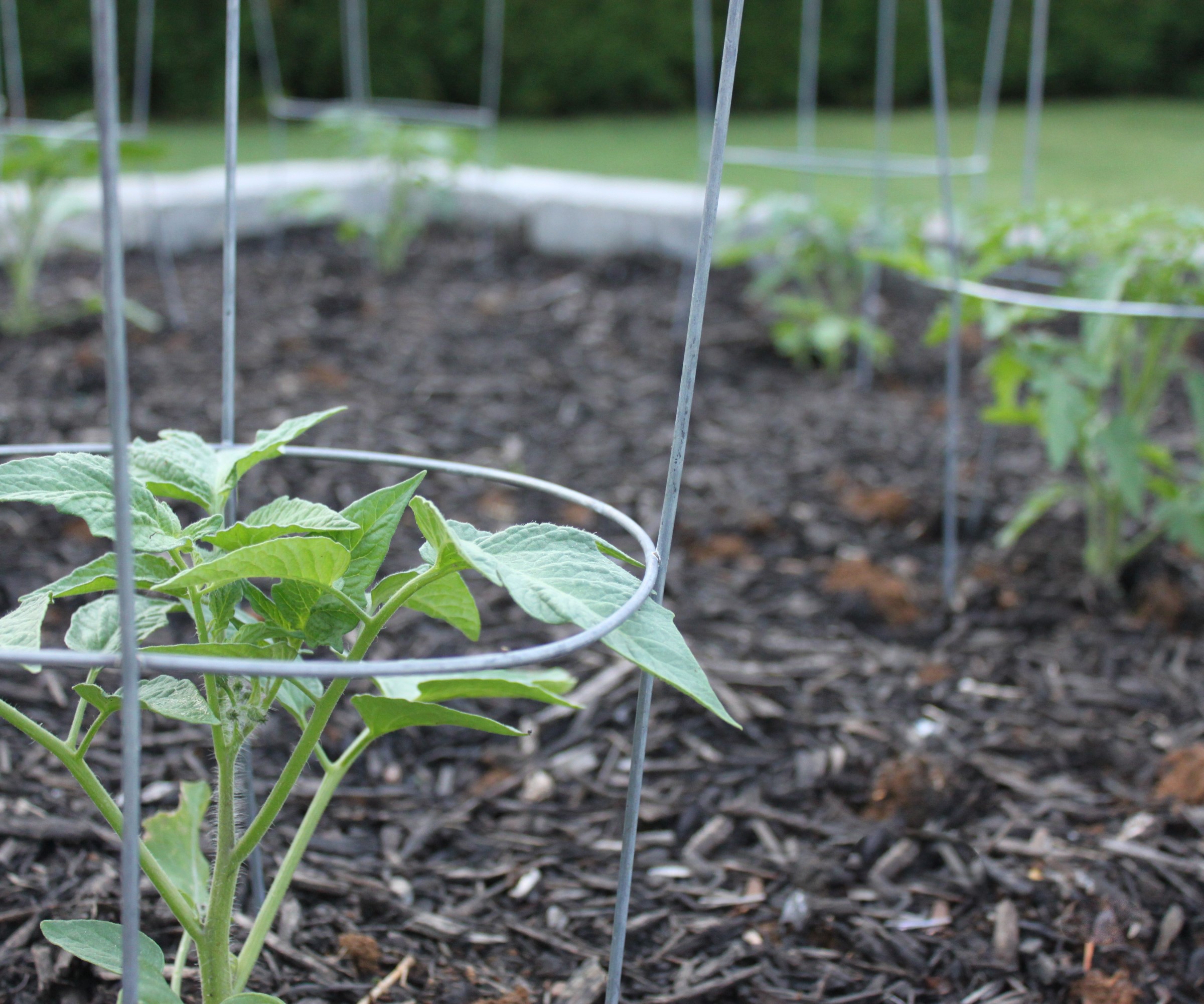 Unge tomatplanter som vokser i tomatbur