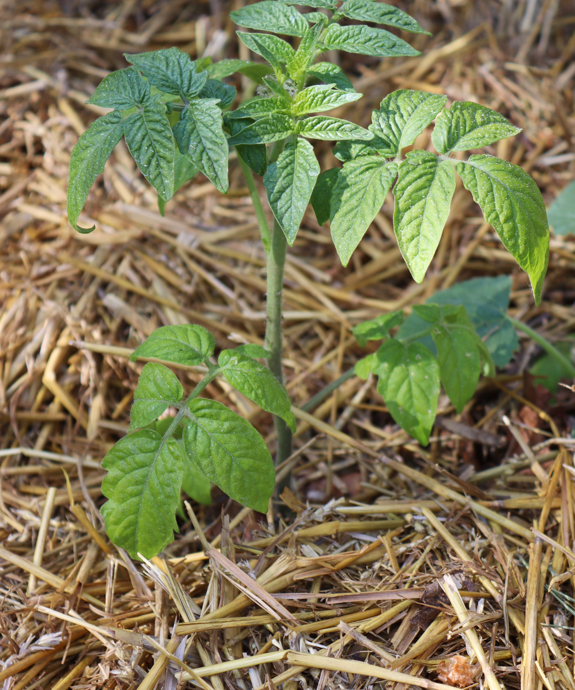 En ung tomatplante som vokser omgitt av halmmulch