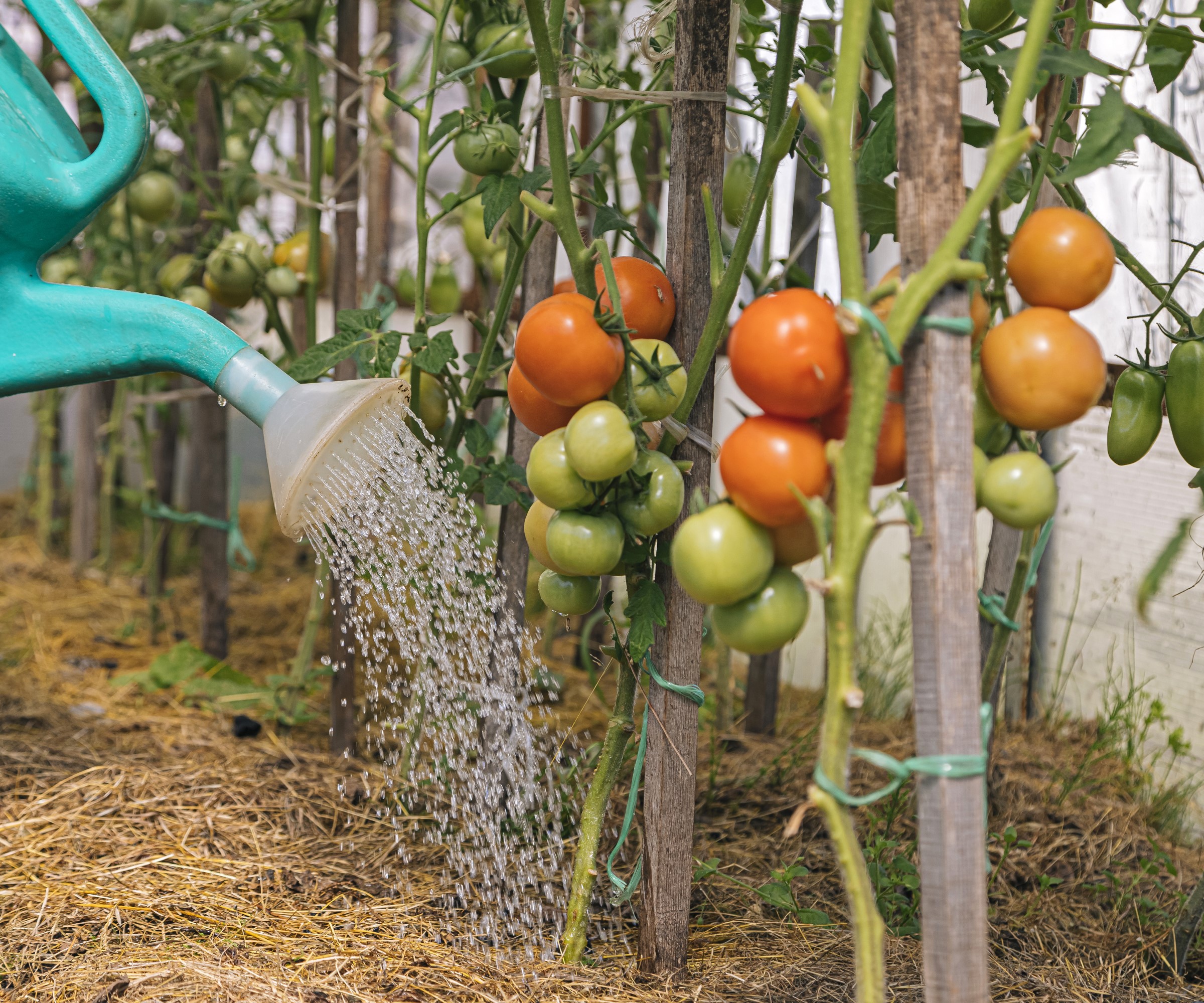 En vanning kan brukes til å mate tomatplanter
