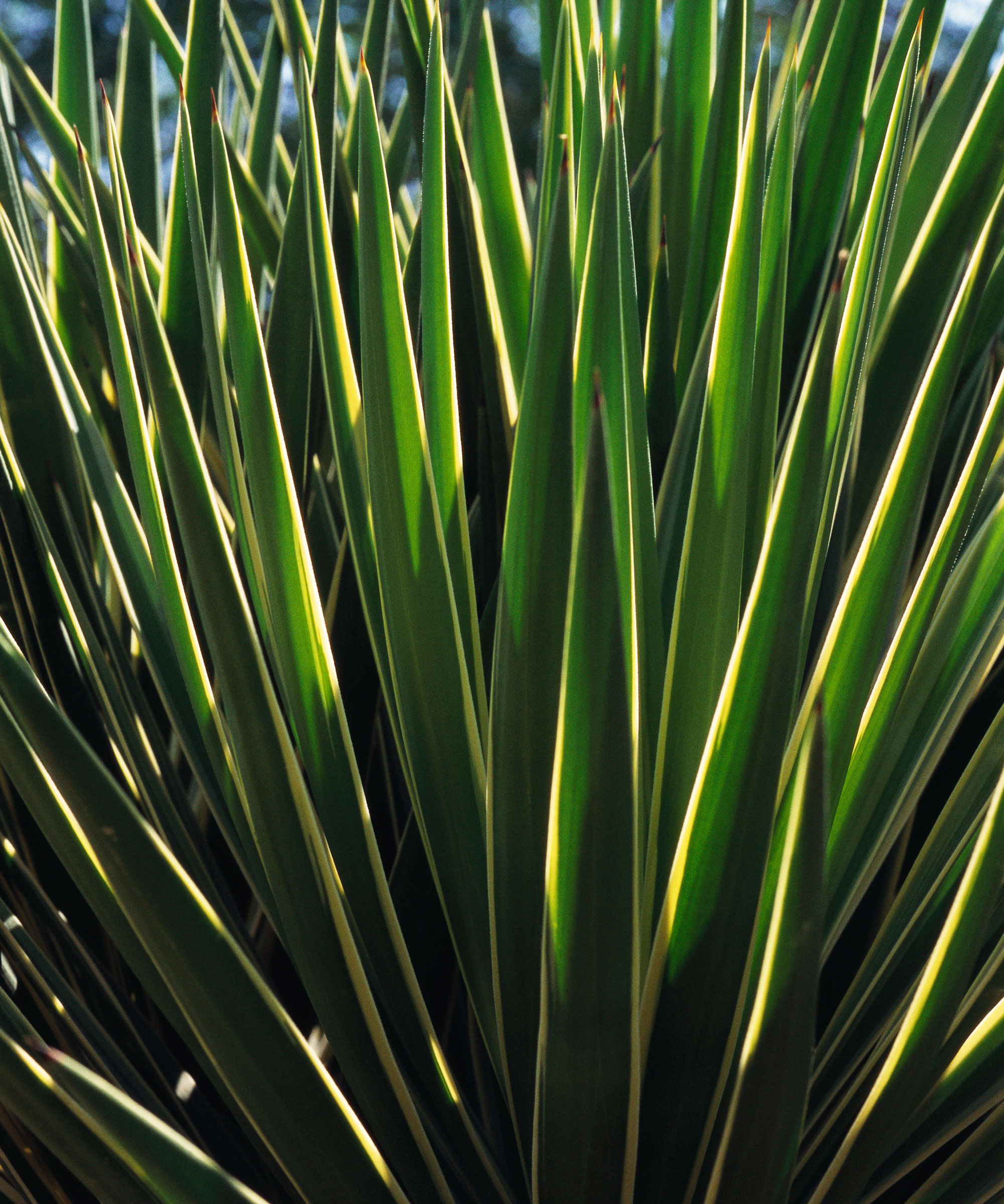 Yucca Filamentosa forlater