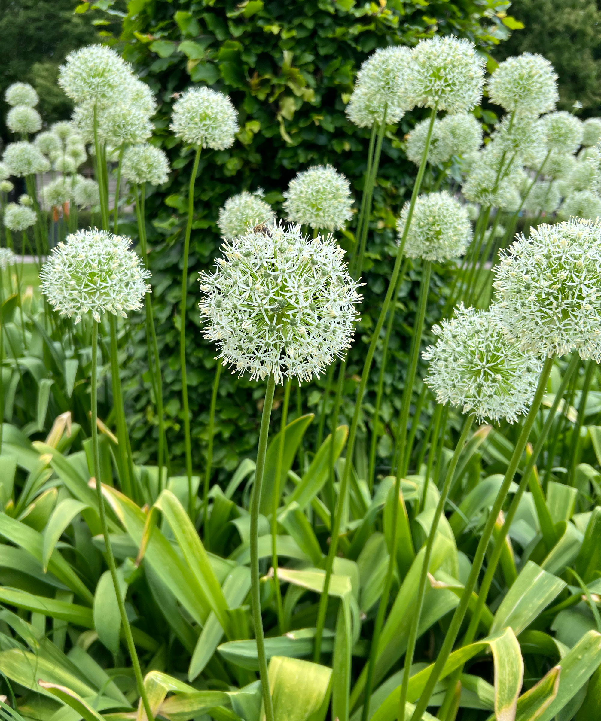Allium 'White Giant' planter