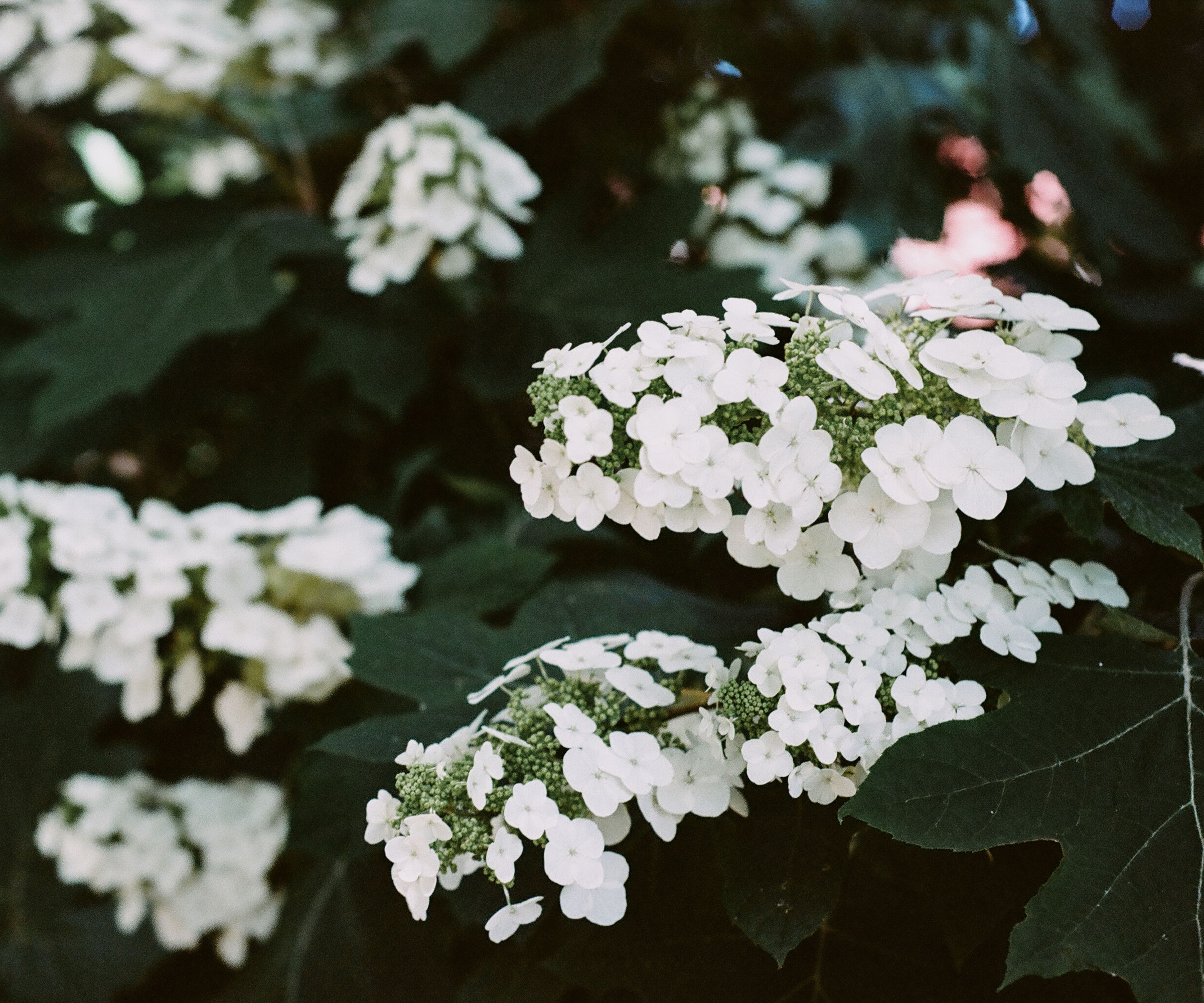 Hvit blomstret Oakleaf hortensia