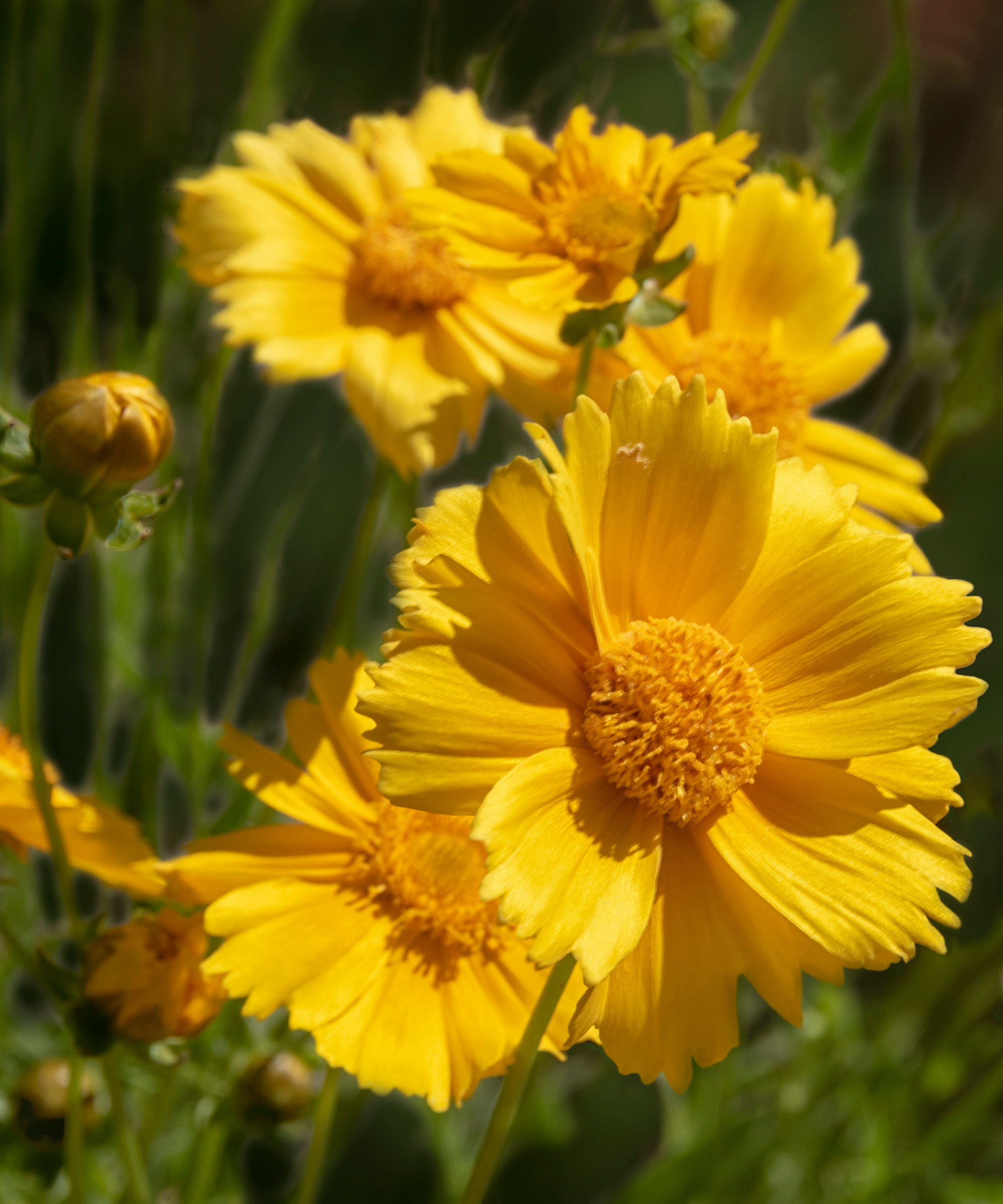 Gul ørken Marigold