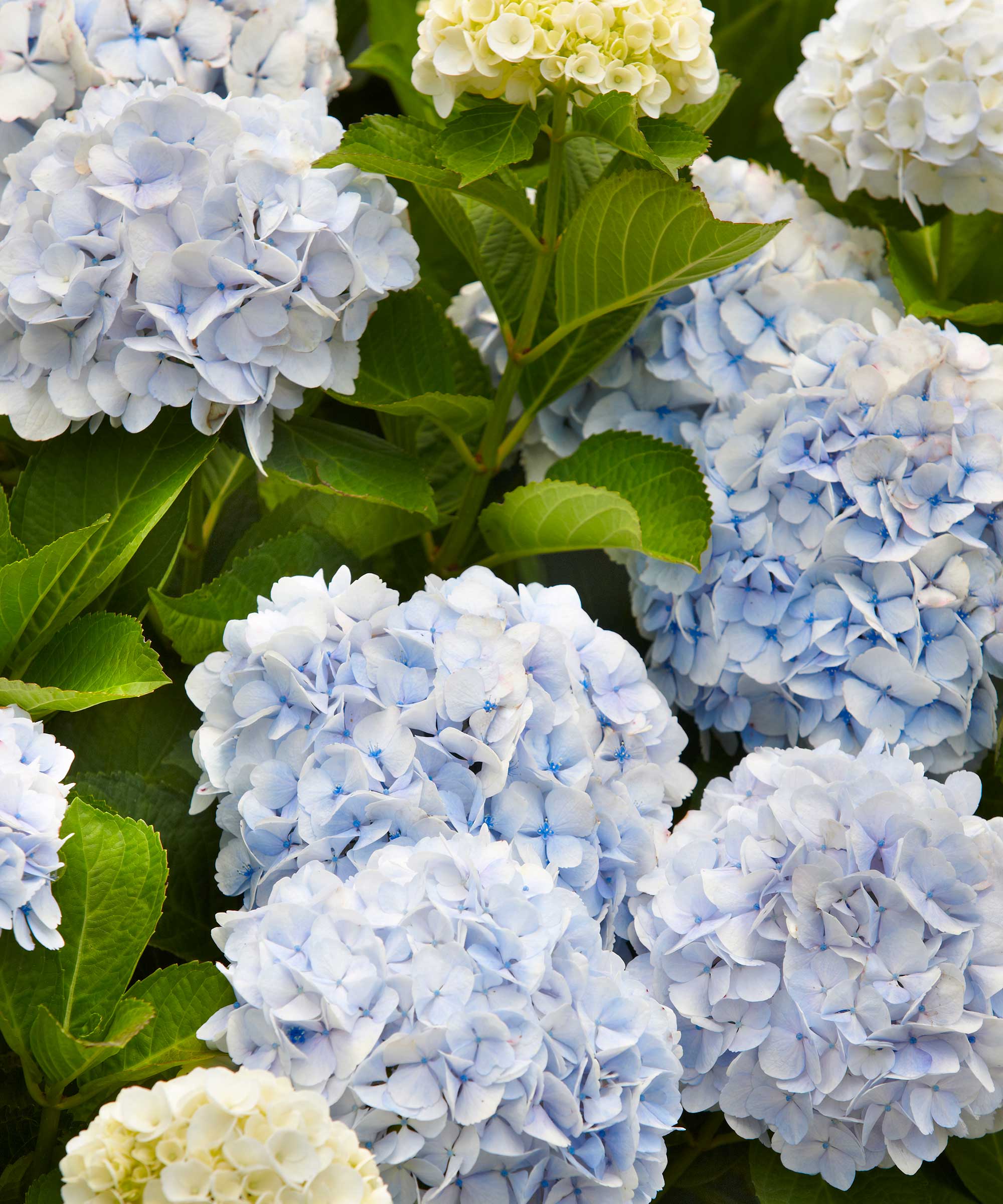 blå hortensia