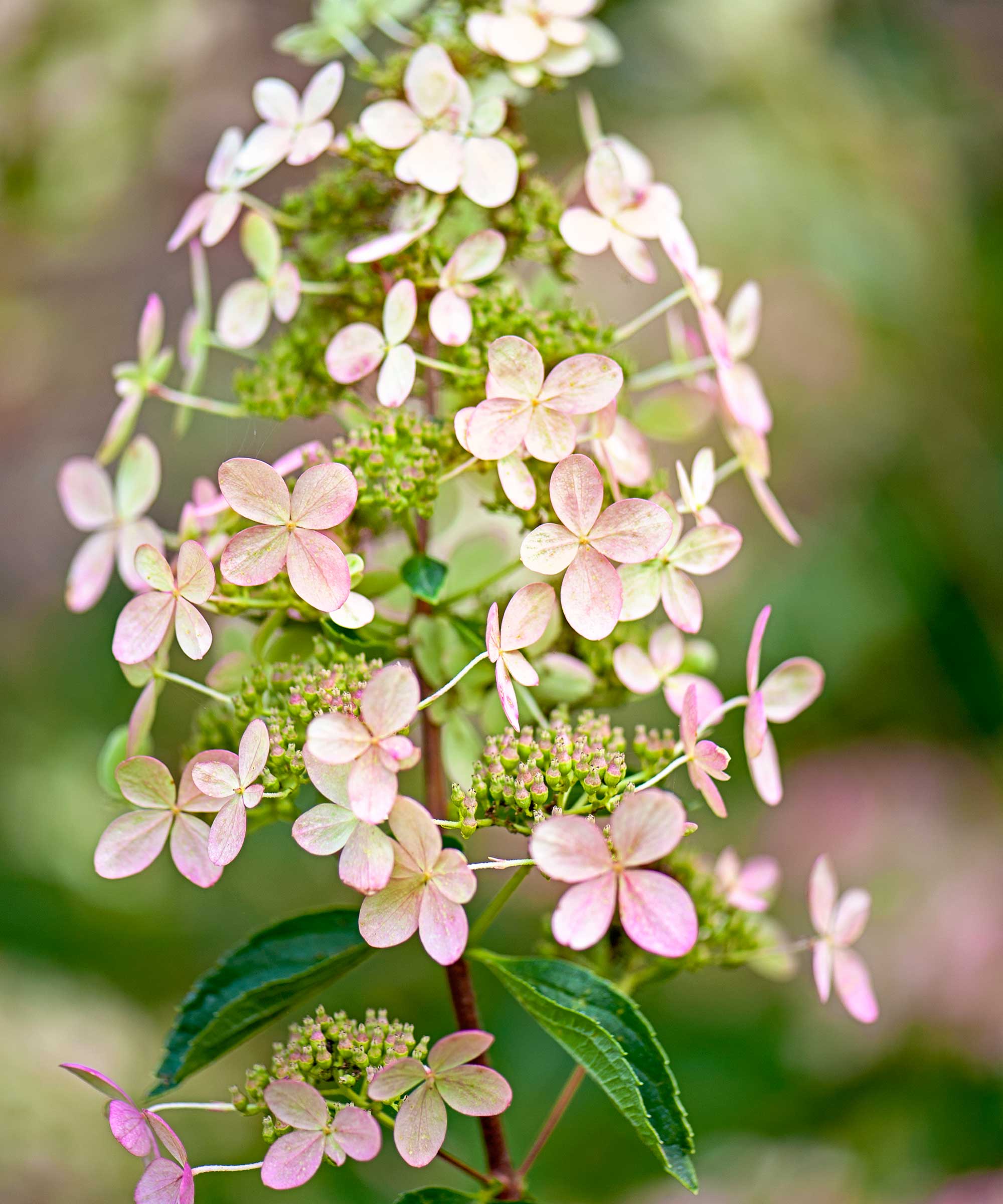 Paniculata hortensia