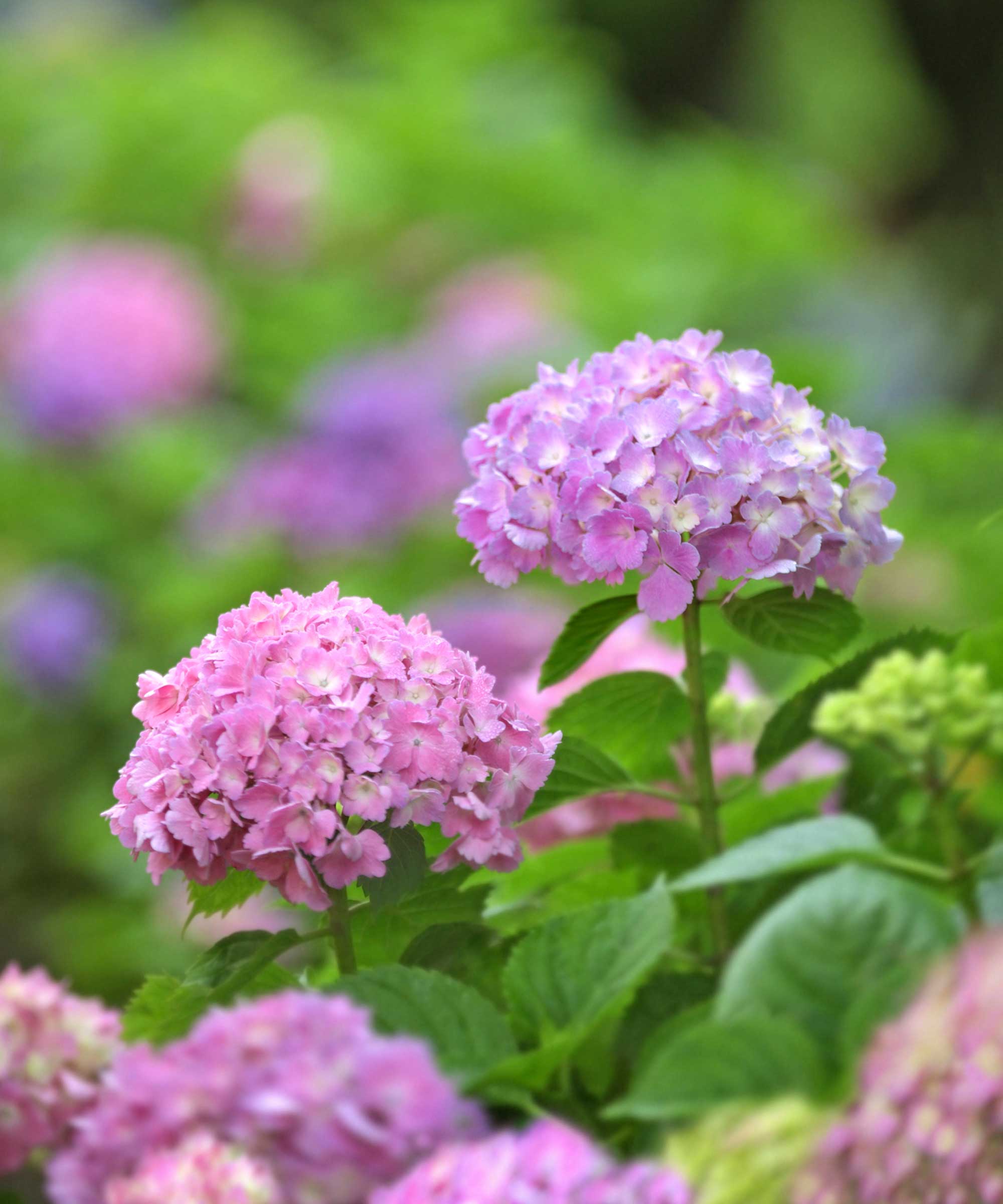 rosa hortensia