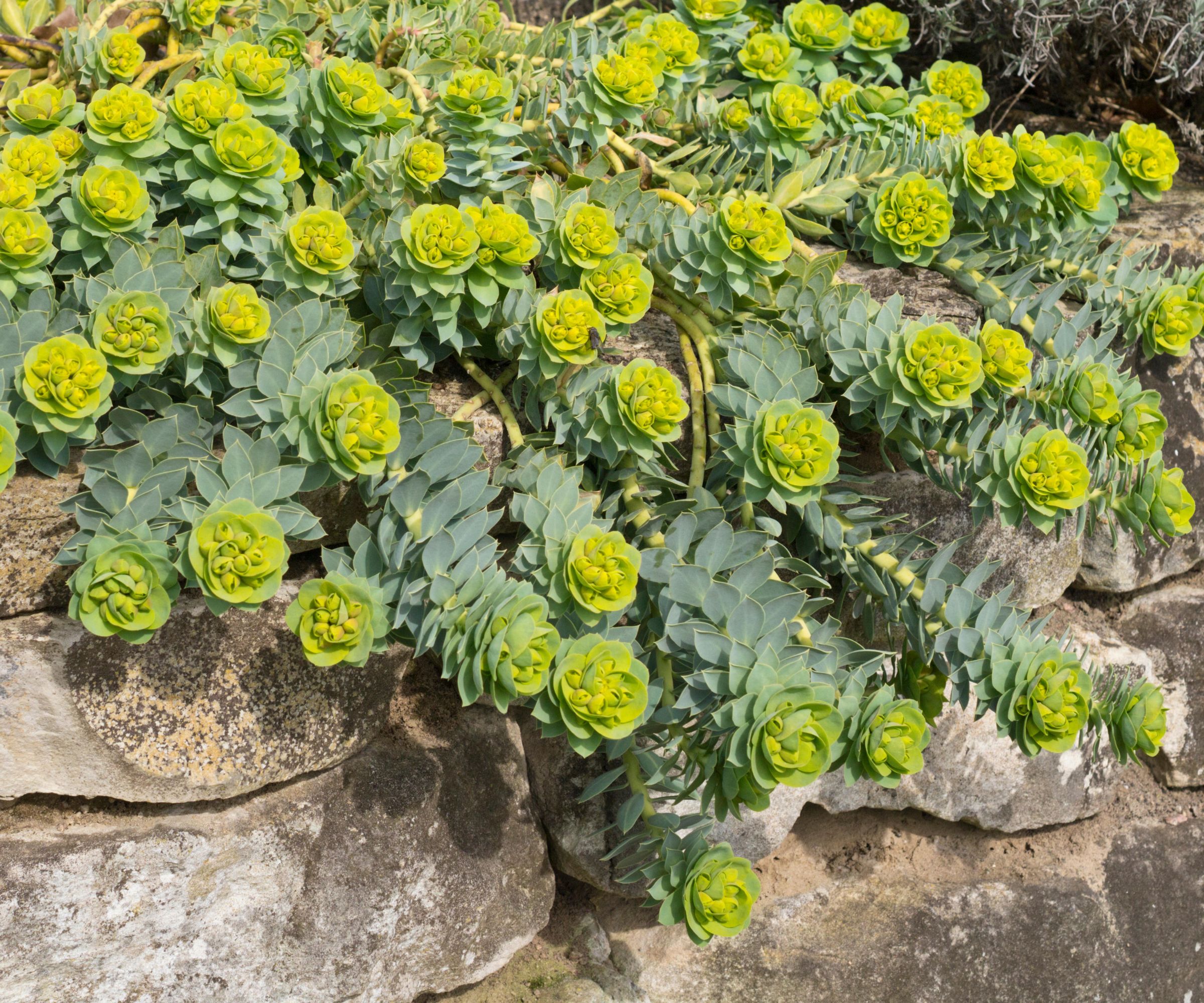 Spurge, grønn