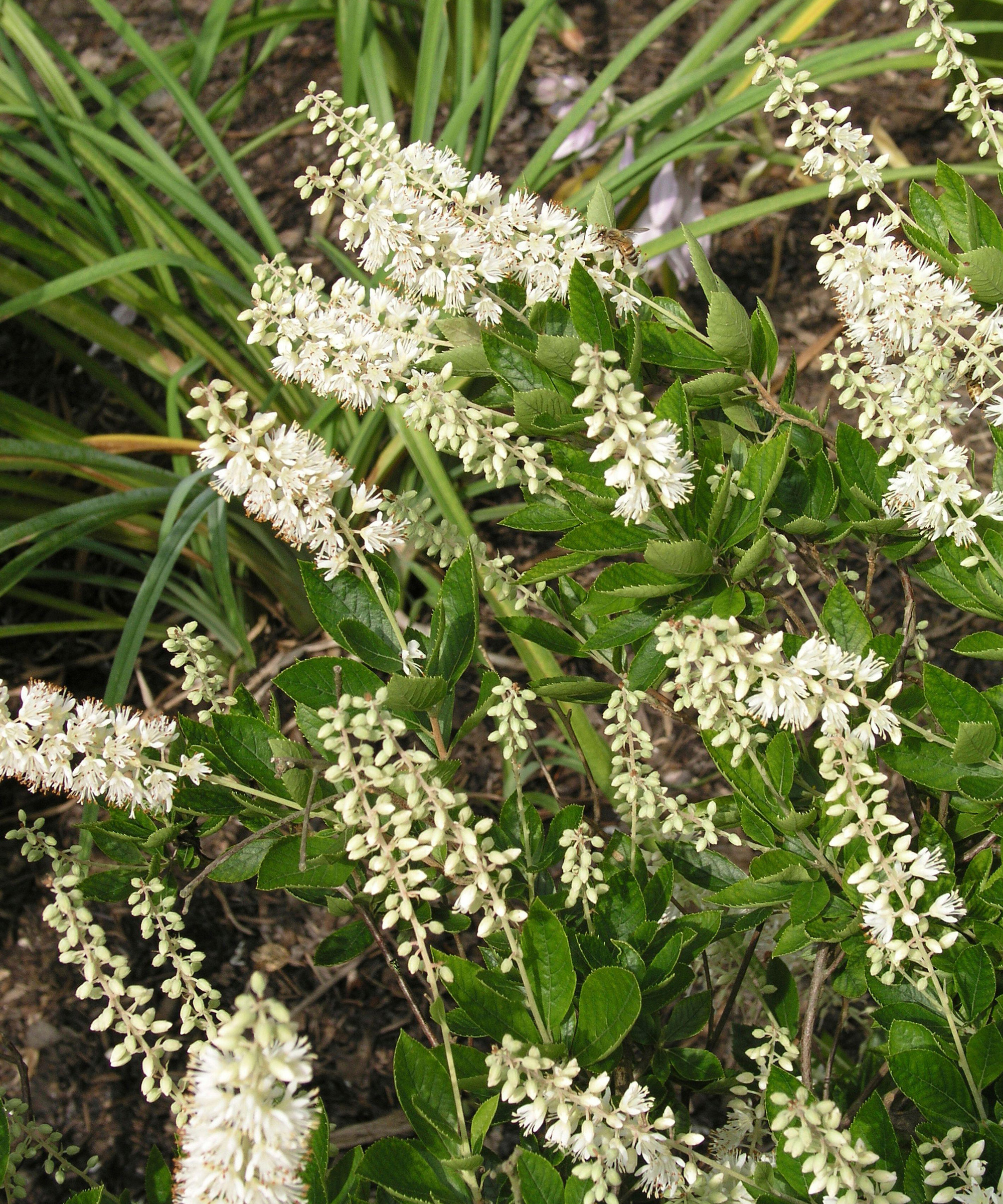 Planter for våt jord CLETHRA ALNIFOLIA HUMINGBIRD Vekst i hagen