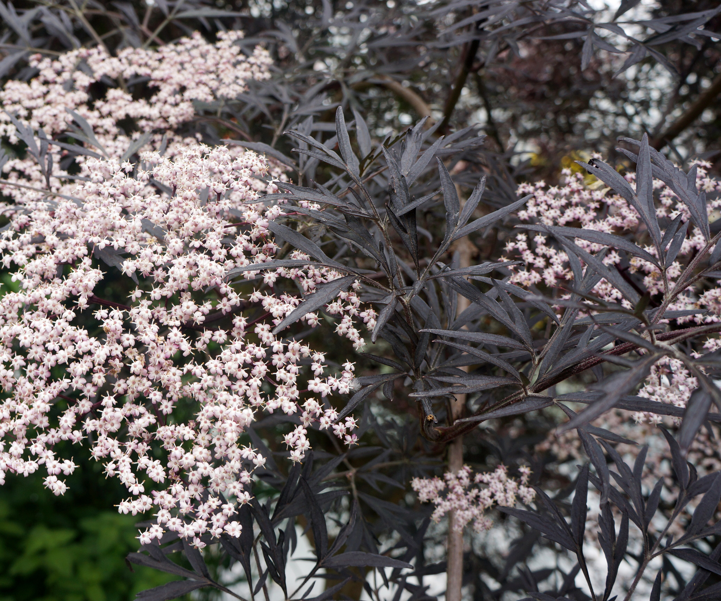 Eldste svart blonder blomstring i hagevisning