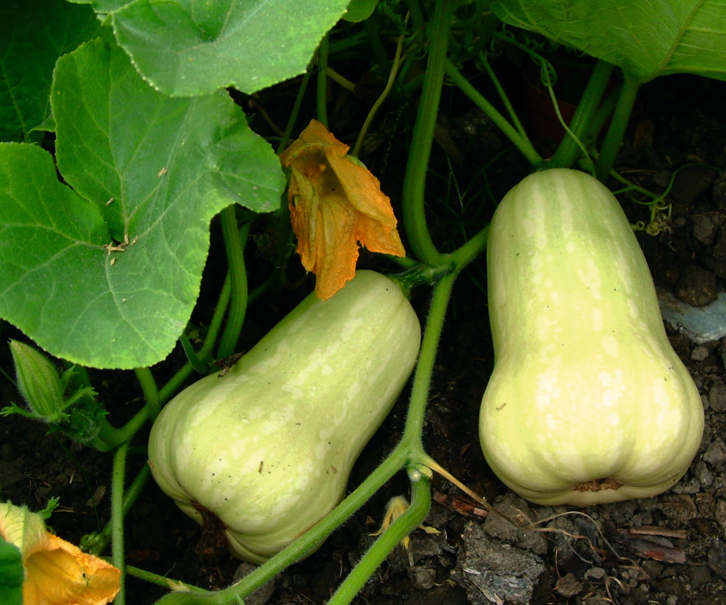 Butternut squash frukt på vintreet