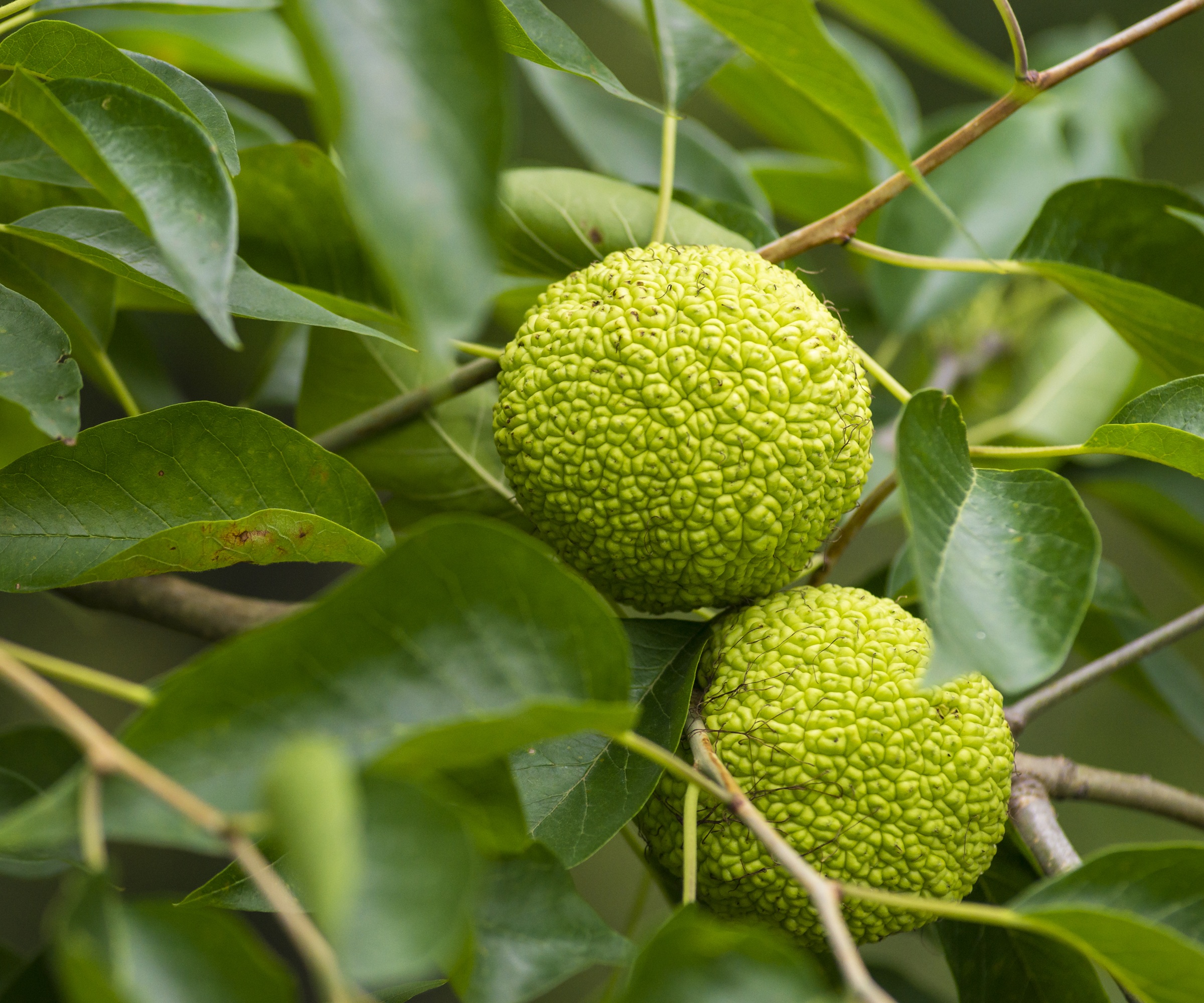 Osage Orange, Maclura Pomifera