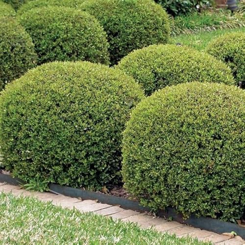 Eviggronne Planter