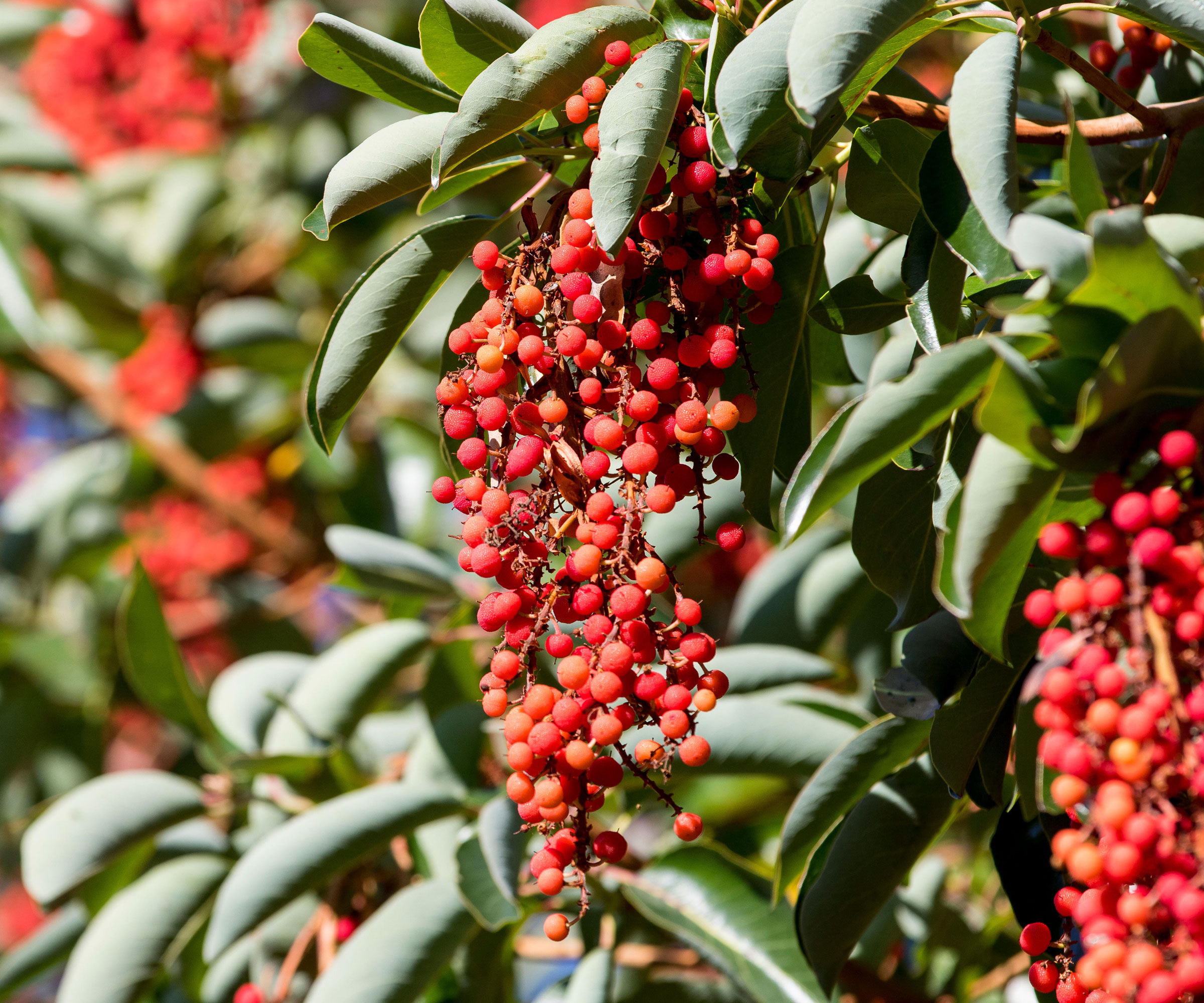 Røde bær og grønne blader av Pacific Madrone (Arbutus Menziesii)