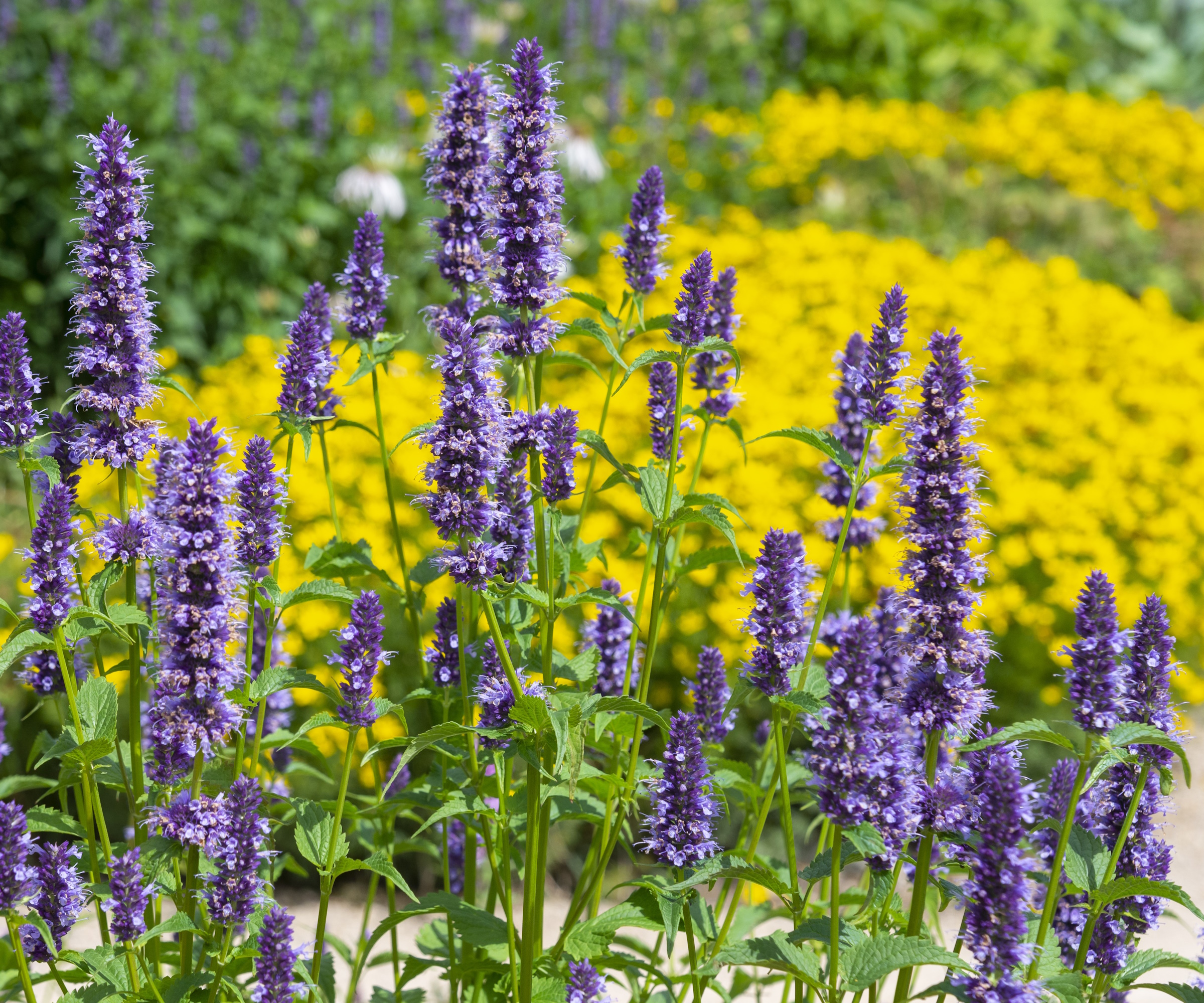 Agastache, kolibri mynte, blomstrende i en hage med gul planting bak