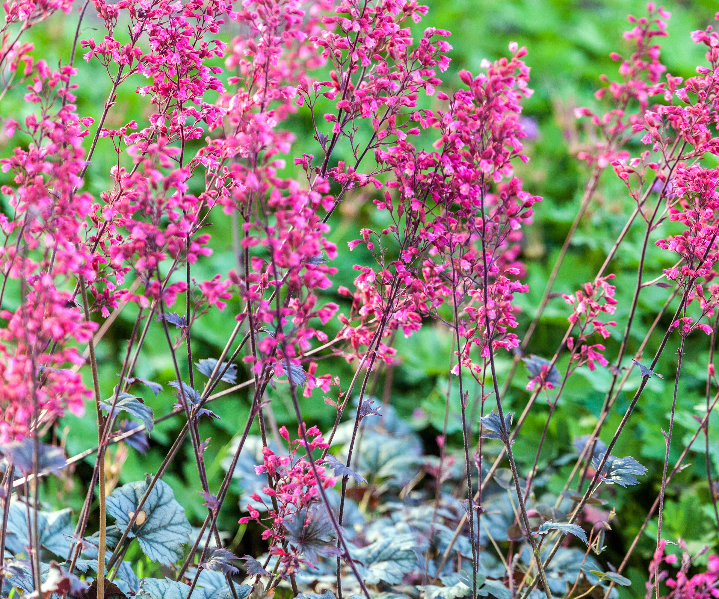 Heuchera 'rave on'