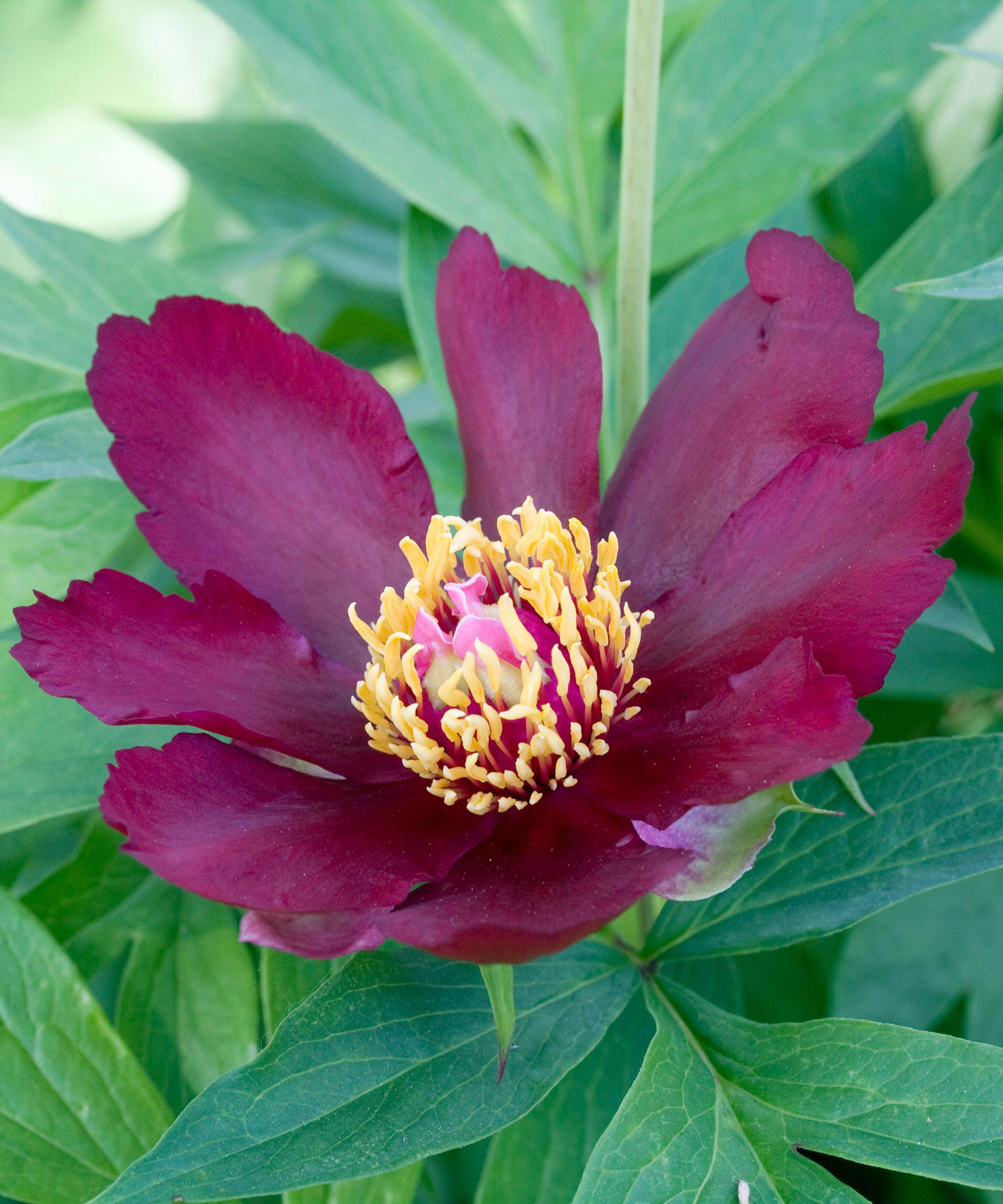 mørkerøde blomster og løv av Peony Lafayette Escadrille