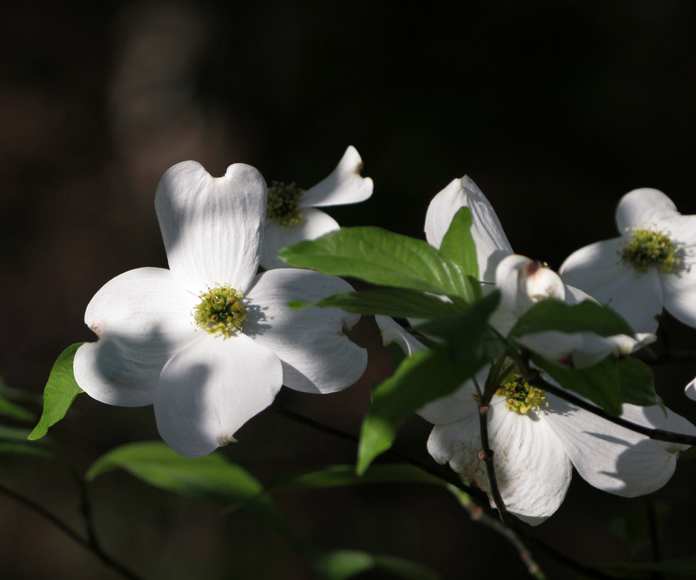 Cornus Tree med hvit blomst delvis skygge