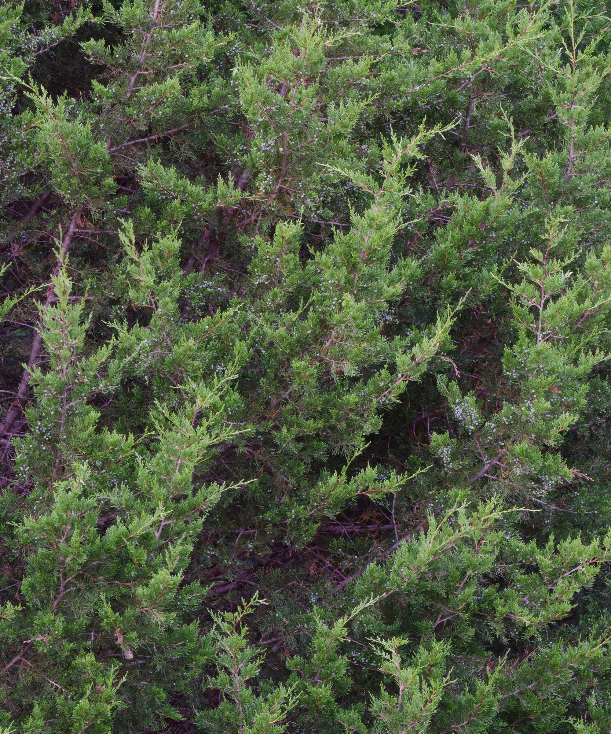 Eastern Red Cedar, også kjent som Juniperus Virginiana