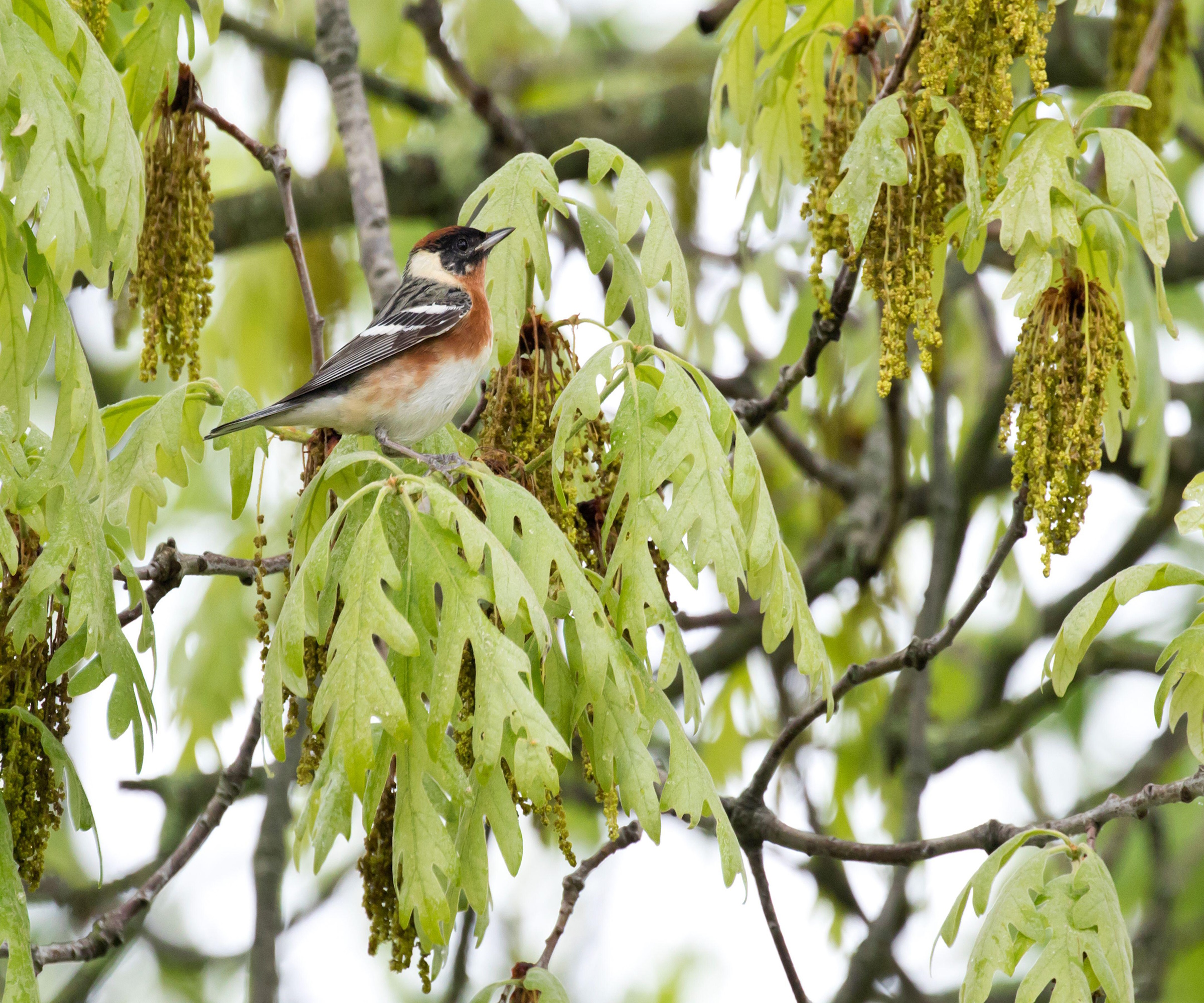 Hvit eik Warbler