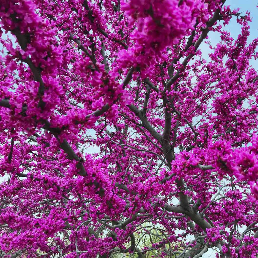 ØSTRE REDBUD TREE