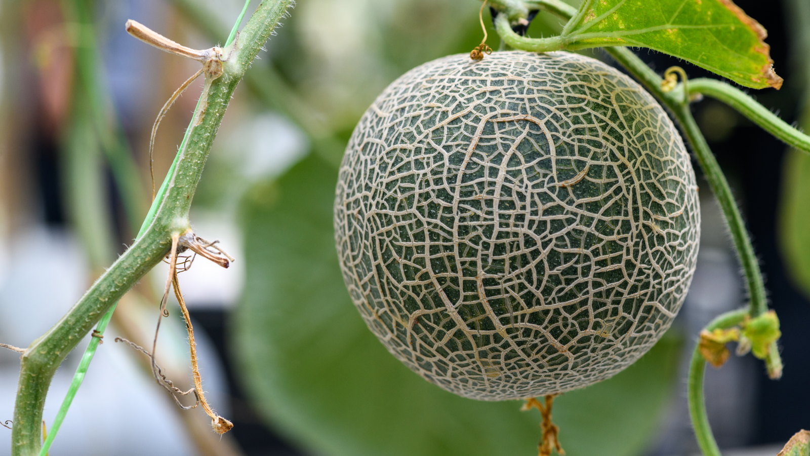 A ripe cantaloupe melon growing on a vine in the greenhouse
