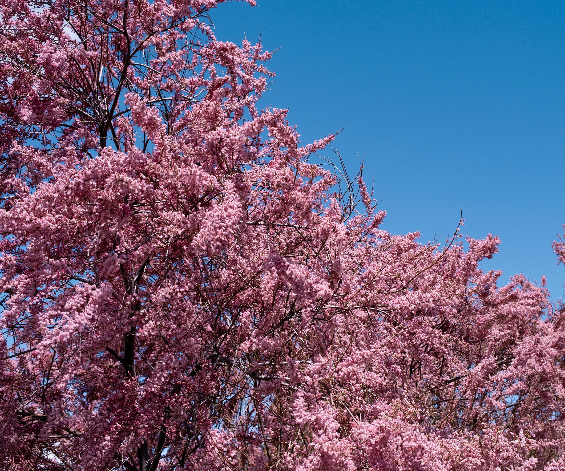 Nærbilde av salt sedertre (tamarisk) tre