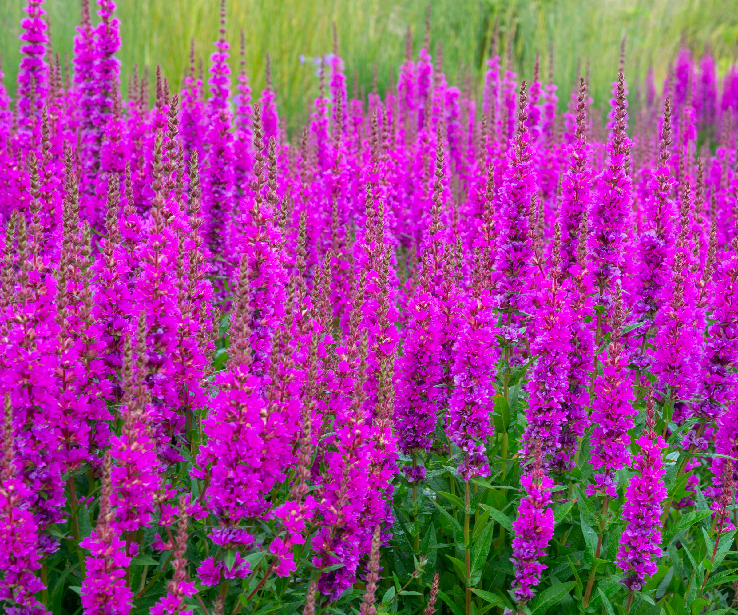 Purple Loosestrife (Lythrum Salicaria) i en hage
