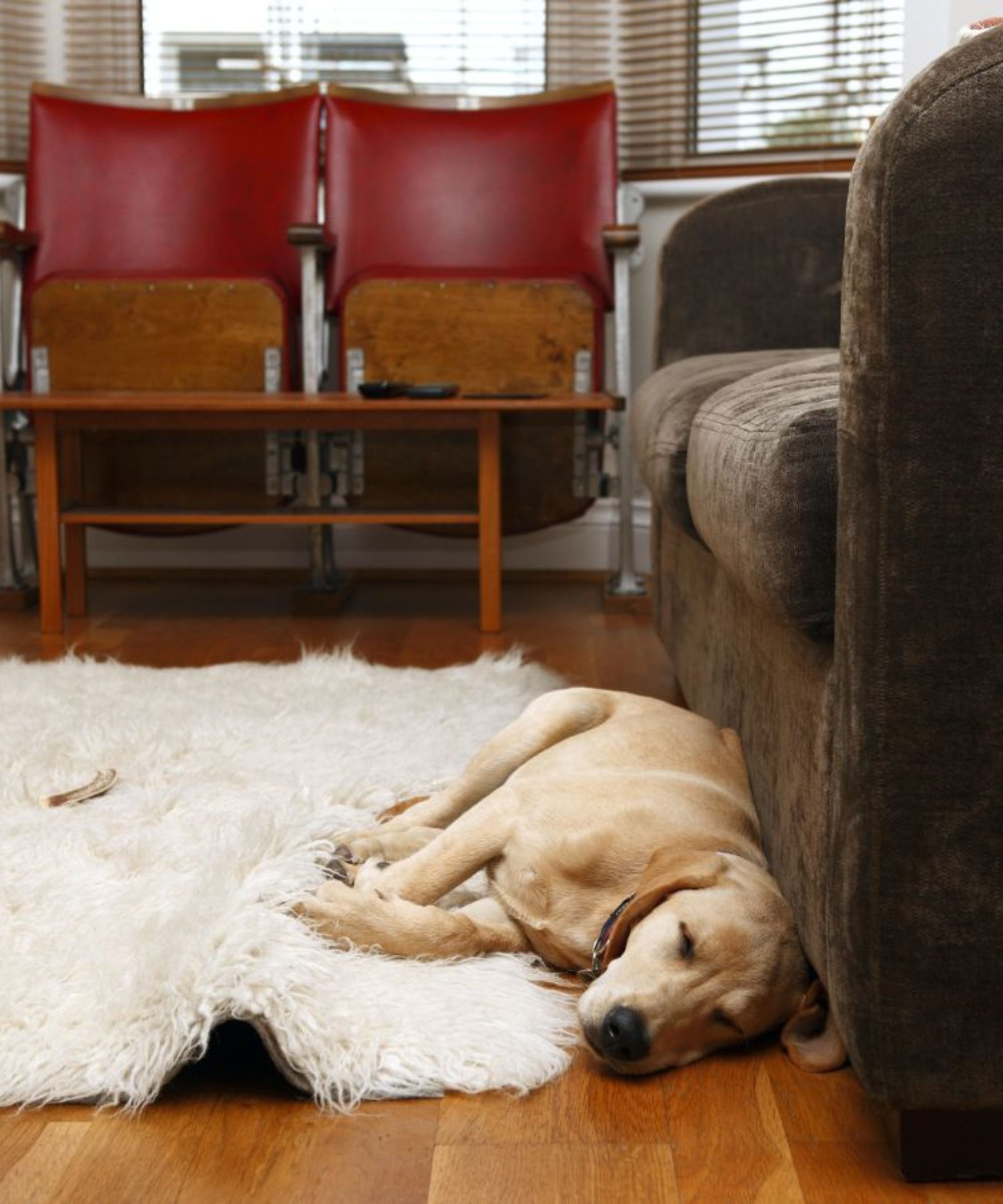 Lysbrun hund som ligger på fluffy hvitt teppe, ved siden av mørkebrun sofa i stuen.